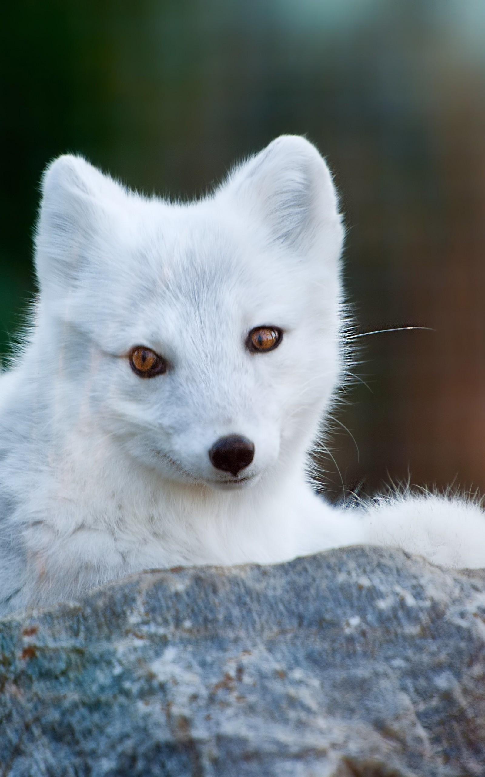 1600x2560 Download 1600x2560 Arctic Fox, White, Cute, Rock Wallpaper for Google Nexus 10