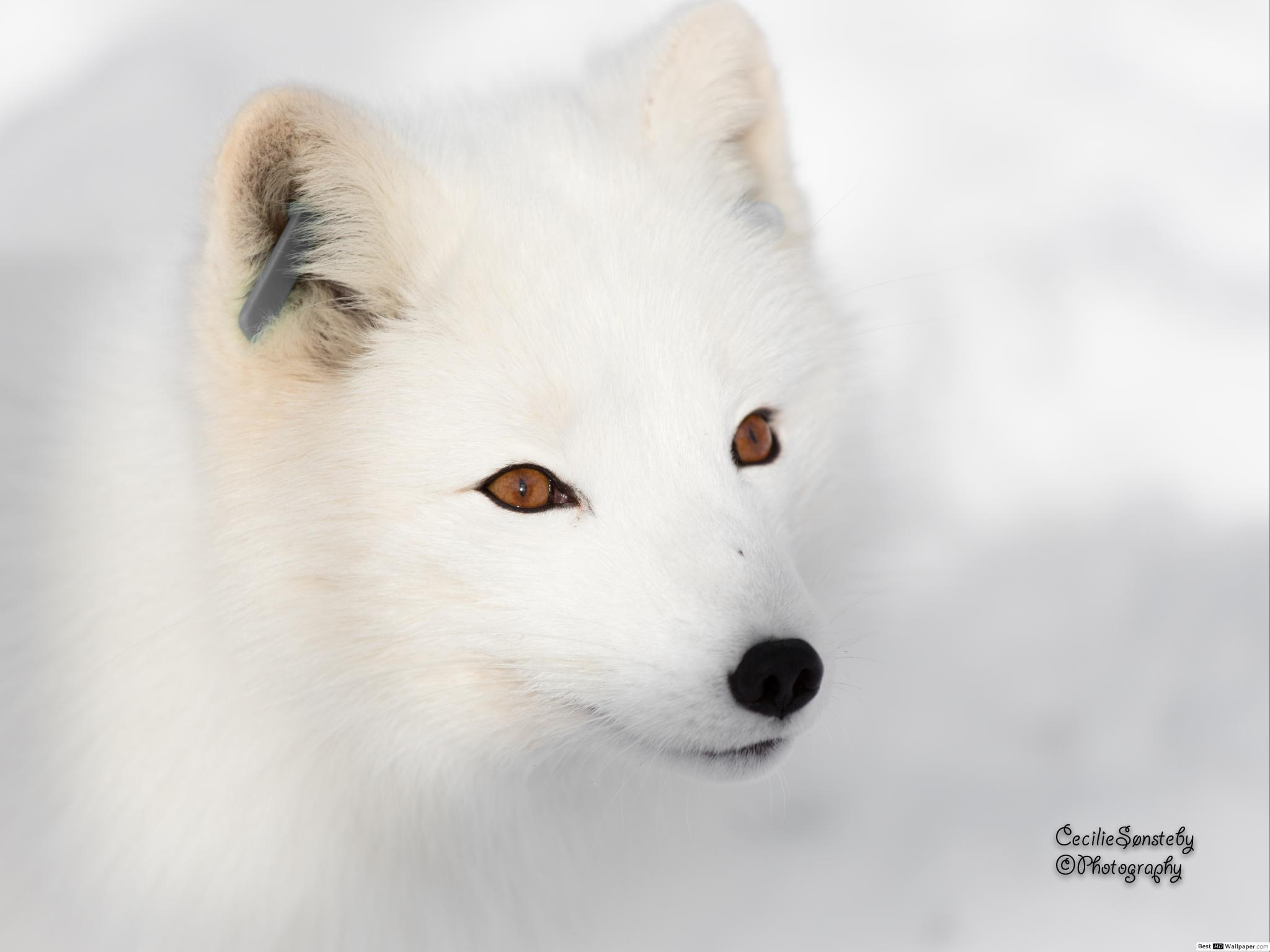 2048x1536 Arctic Fox HD wallpaper download
