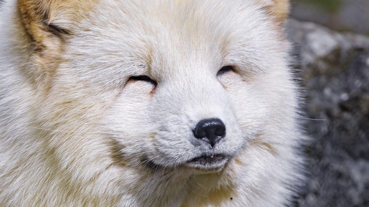 1280x720 Wallpaper arctic fox, animal, cute, furry hd, picture, image