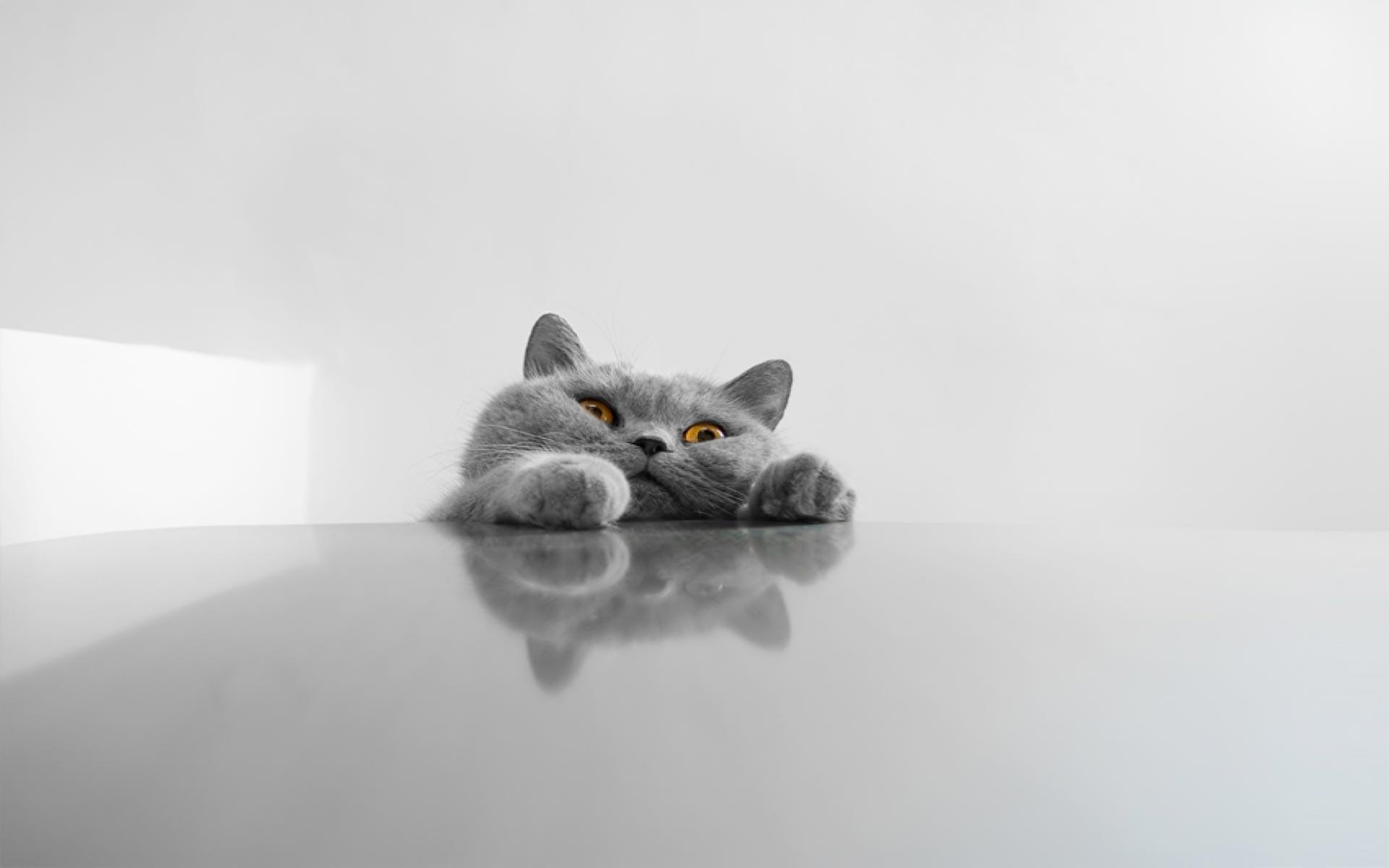 1920x1200 Free download Funny Cat Desktop Wallpaper [1920x1200] for your Desktop, Mobile & Tablet. Explore Funny Cat Desktop Wallpaper. Funny Cat Wallpaper, Funny Grumpy Cat Wallpaper, Funny Cat iPhone Wallpaper