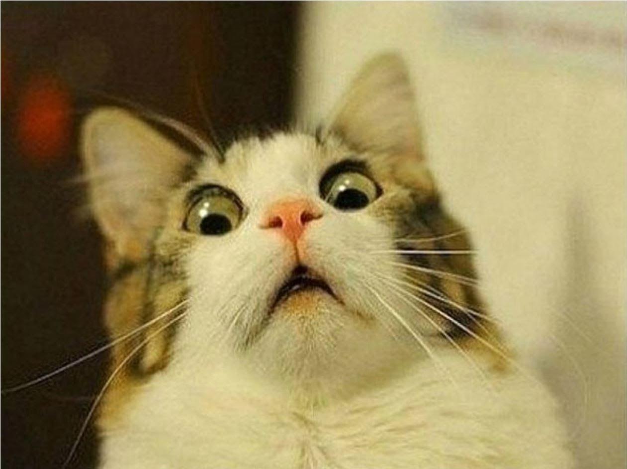 1261x943 Free download Funny Cat Fail Pics 18 Desktop Wallpaper [1261x943] for your Desktop, Mobile & Tablet. Explore Funny Cat Desktop Wallpaper. Funny Cat Wallpaper, Funny Grumpy Cat Wallpaper, Funny Cat iPhone Wallpaper