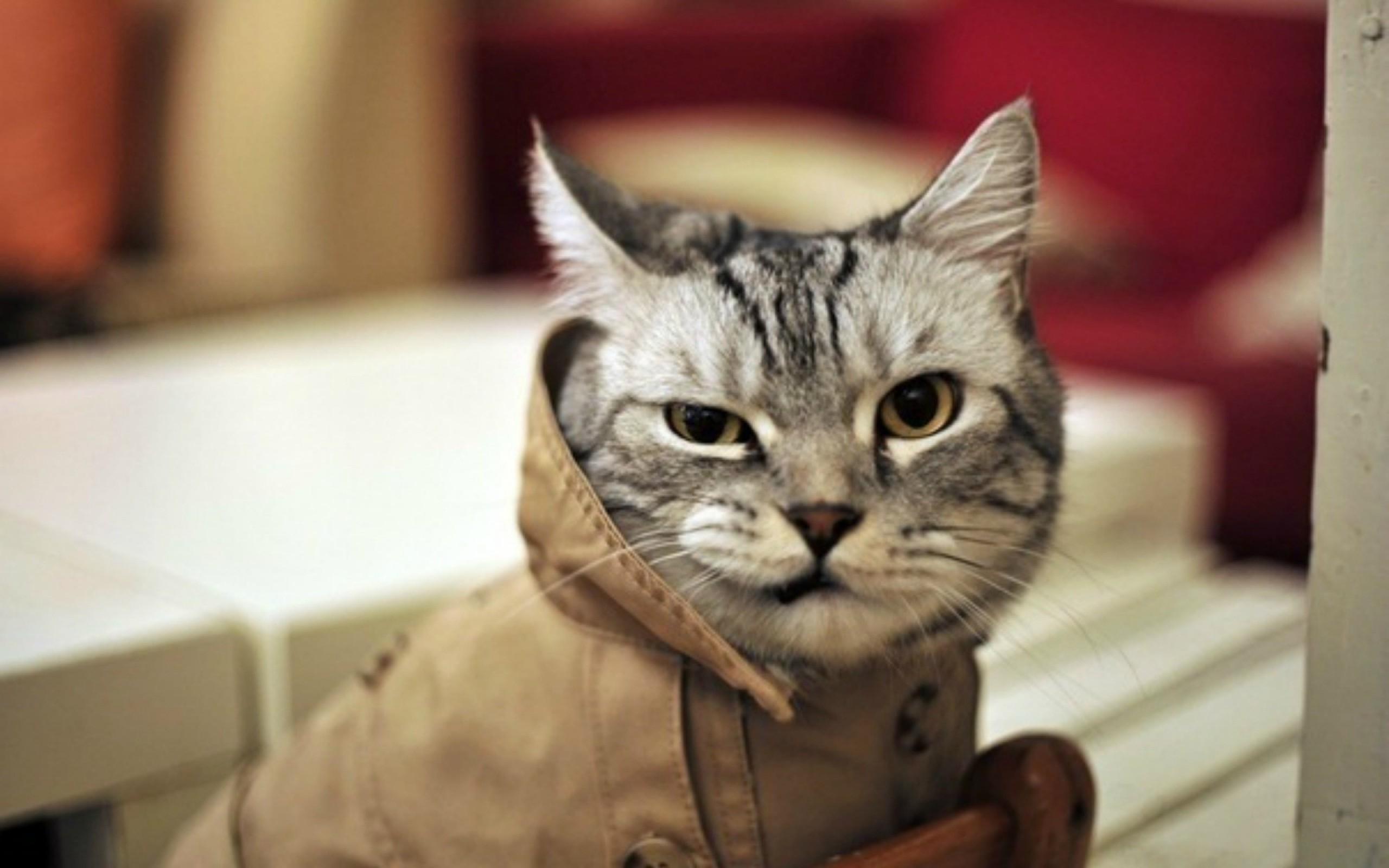 Funny Cat Desktop Wallpapers Top Free Funny Cat Desktop Backgrounds 