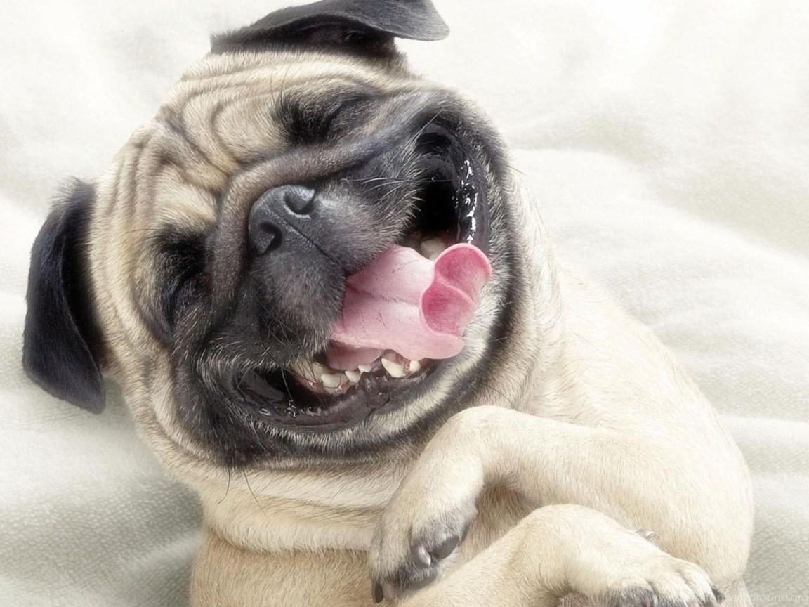 1152x864 Cute Pug Dog Wallpaper Background HD Desktop Background