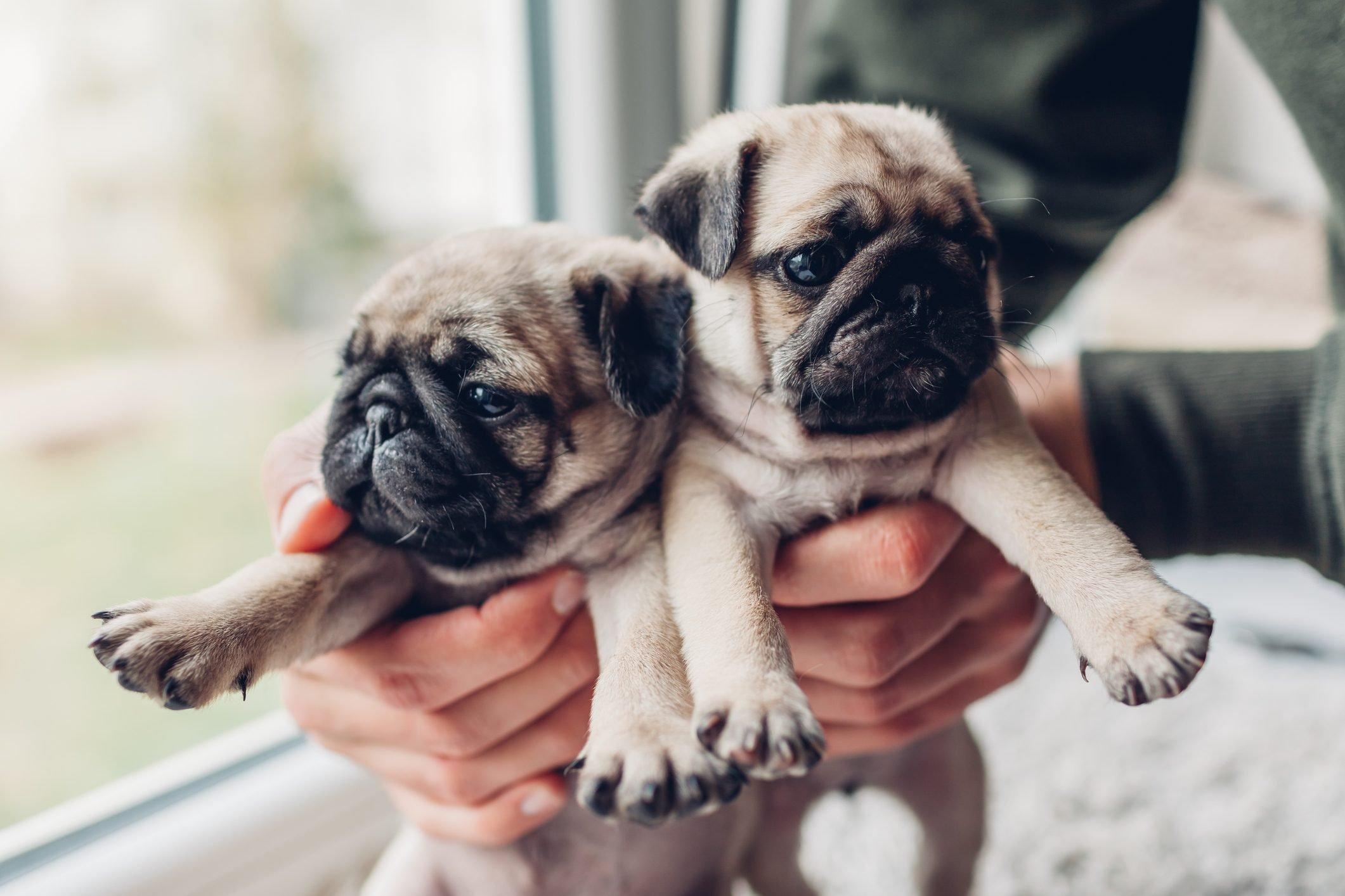 2121x1414 Cute Pug Picture That Will Make You Want One. Reader's Digest