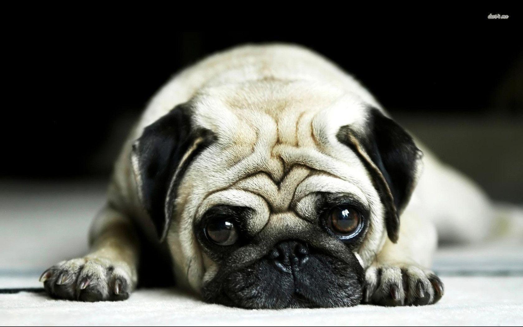 1680x1050 Funny Pug Wallpaper Data Src Full 1122598 Wallpaper HD