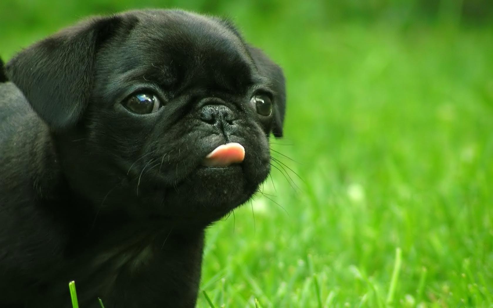 1680x1050 Cutest Pug Dog Image & 4K Wallpaper