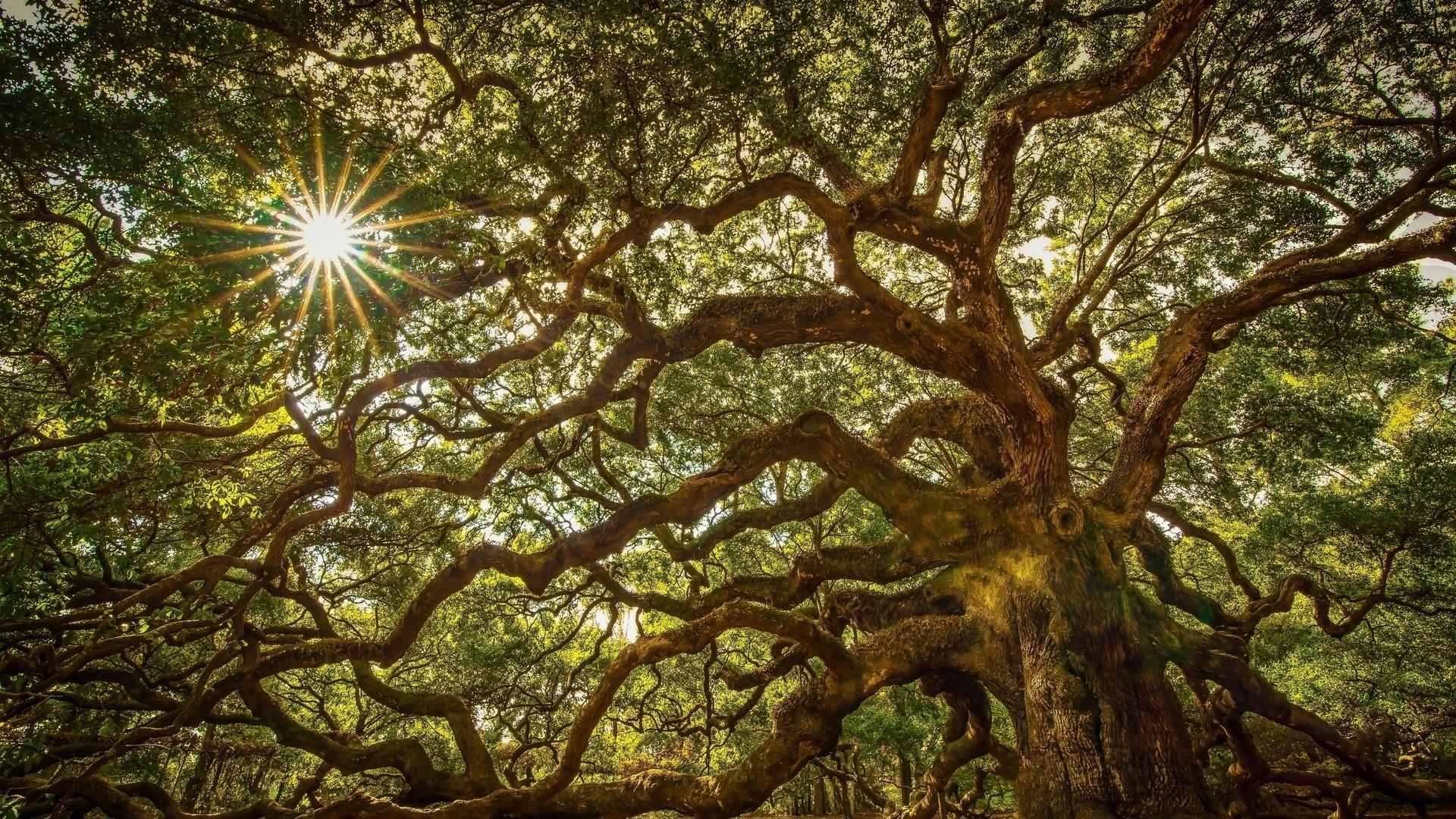 1920x1080 Angel Oak Tree Wallpaper. Wallpaper Studio 10. Tens of thousands