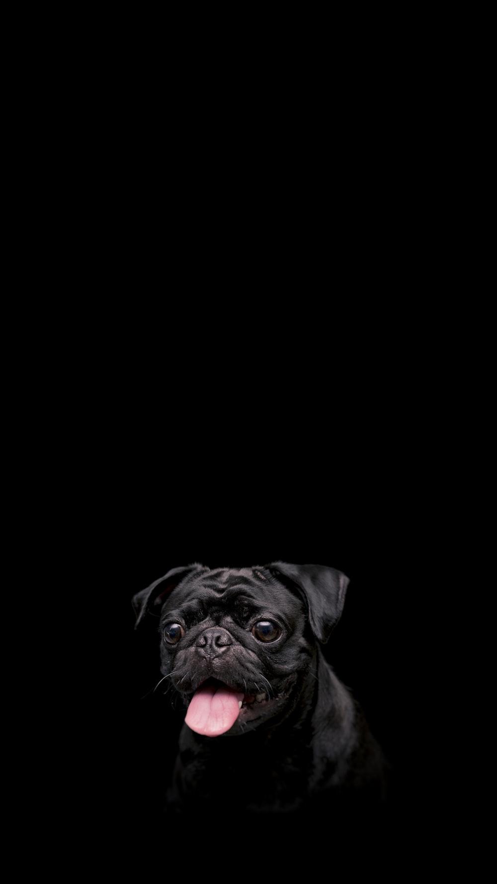 1000x1780 Pug Wallpaper: Free HD Download [HQ]