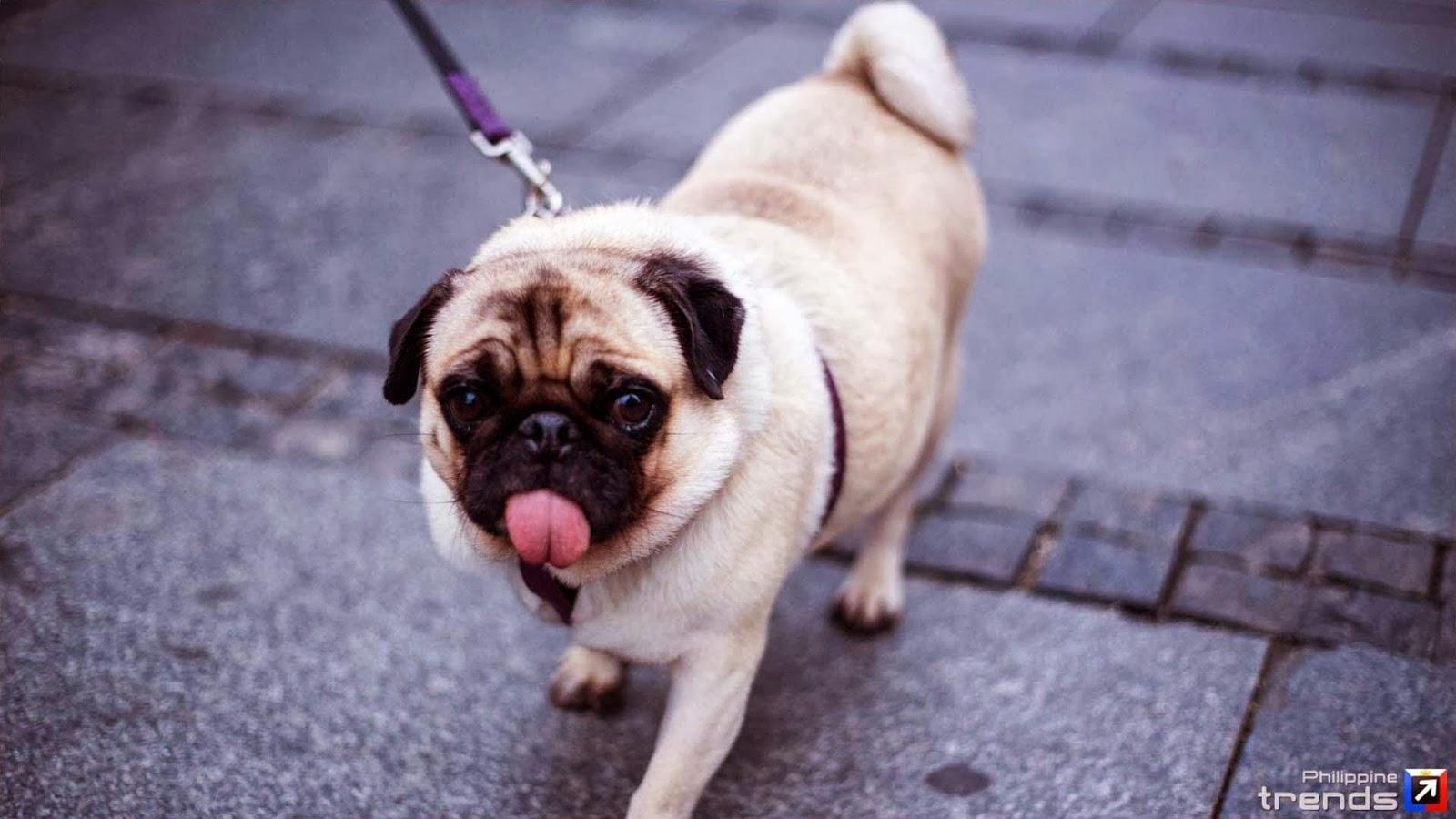 1600x900 Free HD Wallpaper: Cute Pug Puppies Wallpaper image