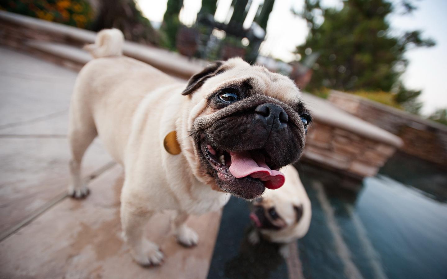 1440x900 Funny Pug Wallpaper