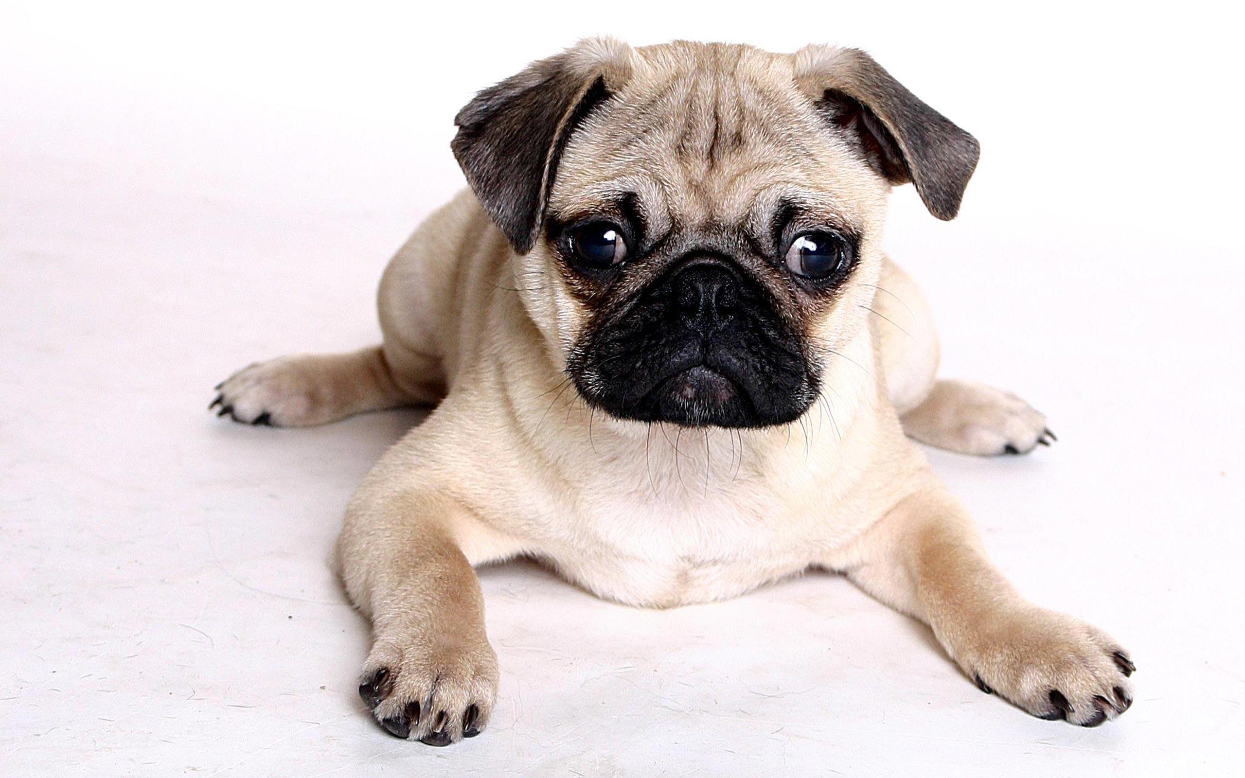 2560x1600 Pug dog wallpaper
