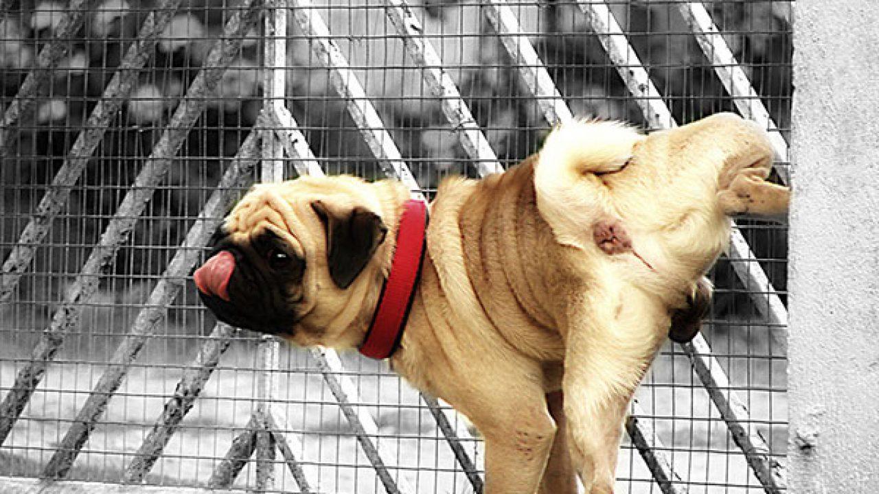 1280x720 Pug Picture Funny Collections