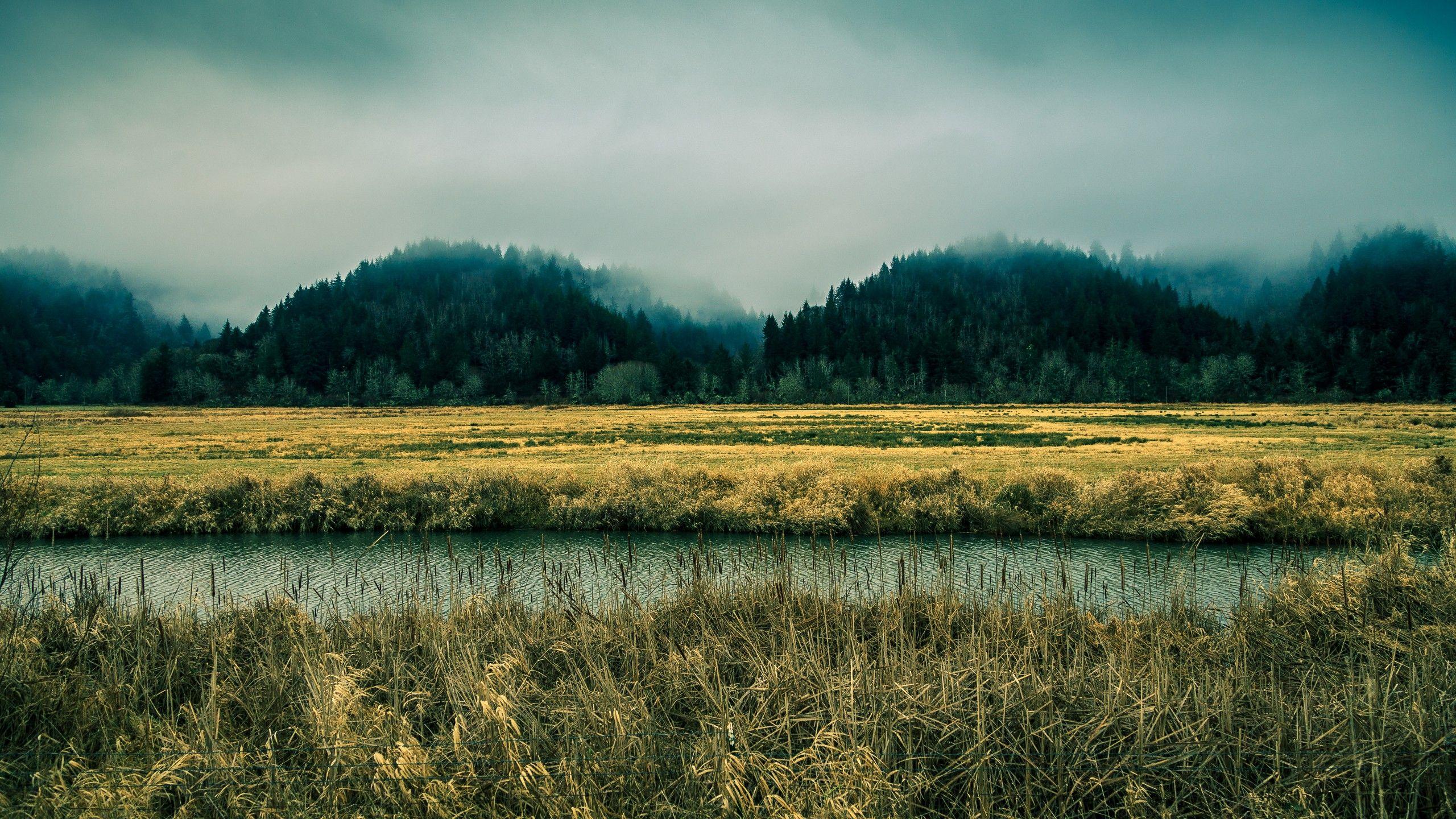 2560x1440 Wallpaper Oregon, 5k, 4k wallpaper, 8k, sky, river, fog, forest