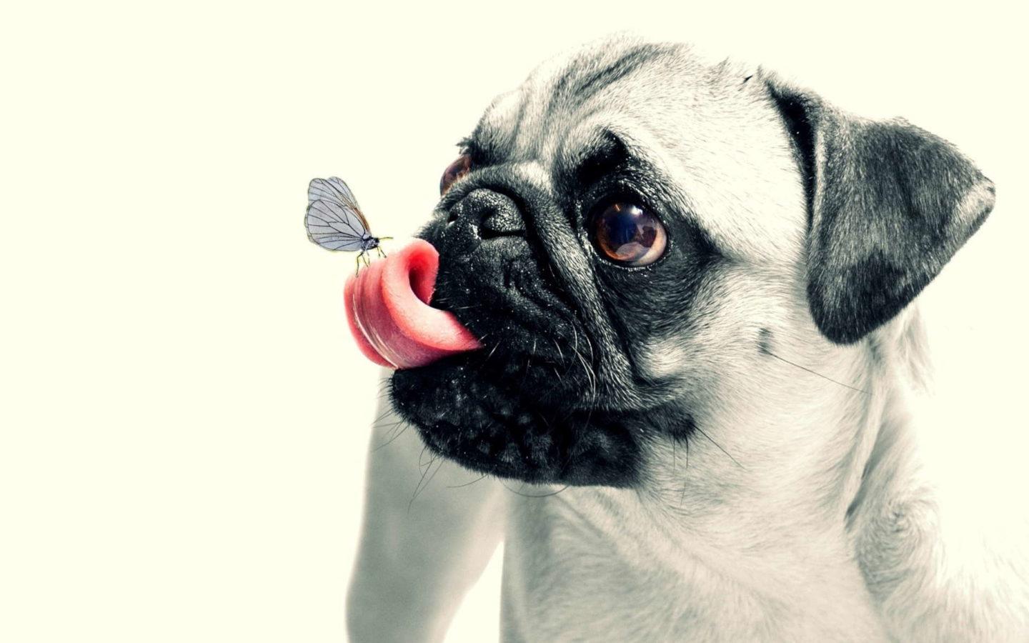 1440x900 Funny Pug Wallpaper