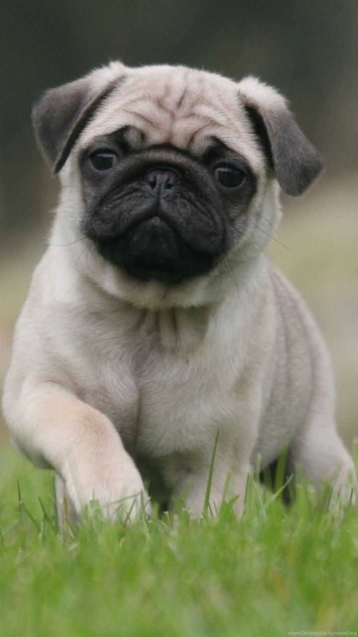 720x1280 Cute Pug Wallpaper Funny Pug Dog Wallpaper Pug Background. Desktop Background