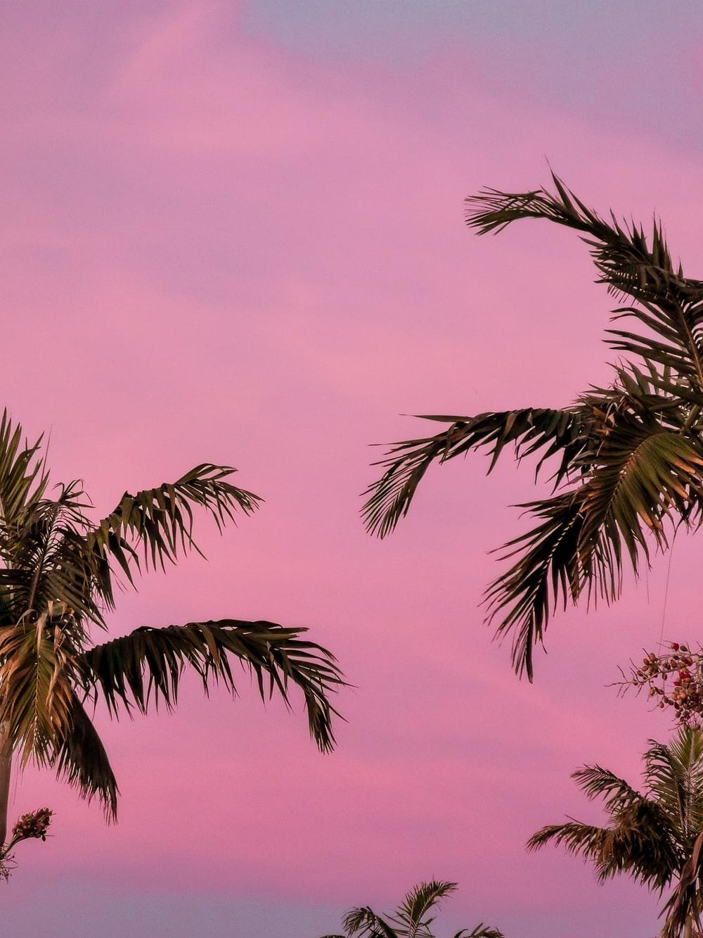 1000x1333 Pink Aesthetic Picture. Download Free Image