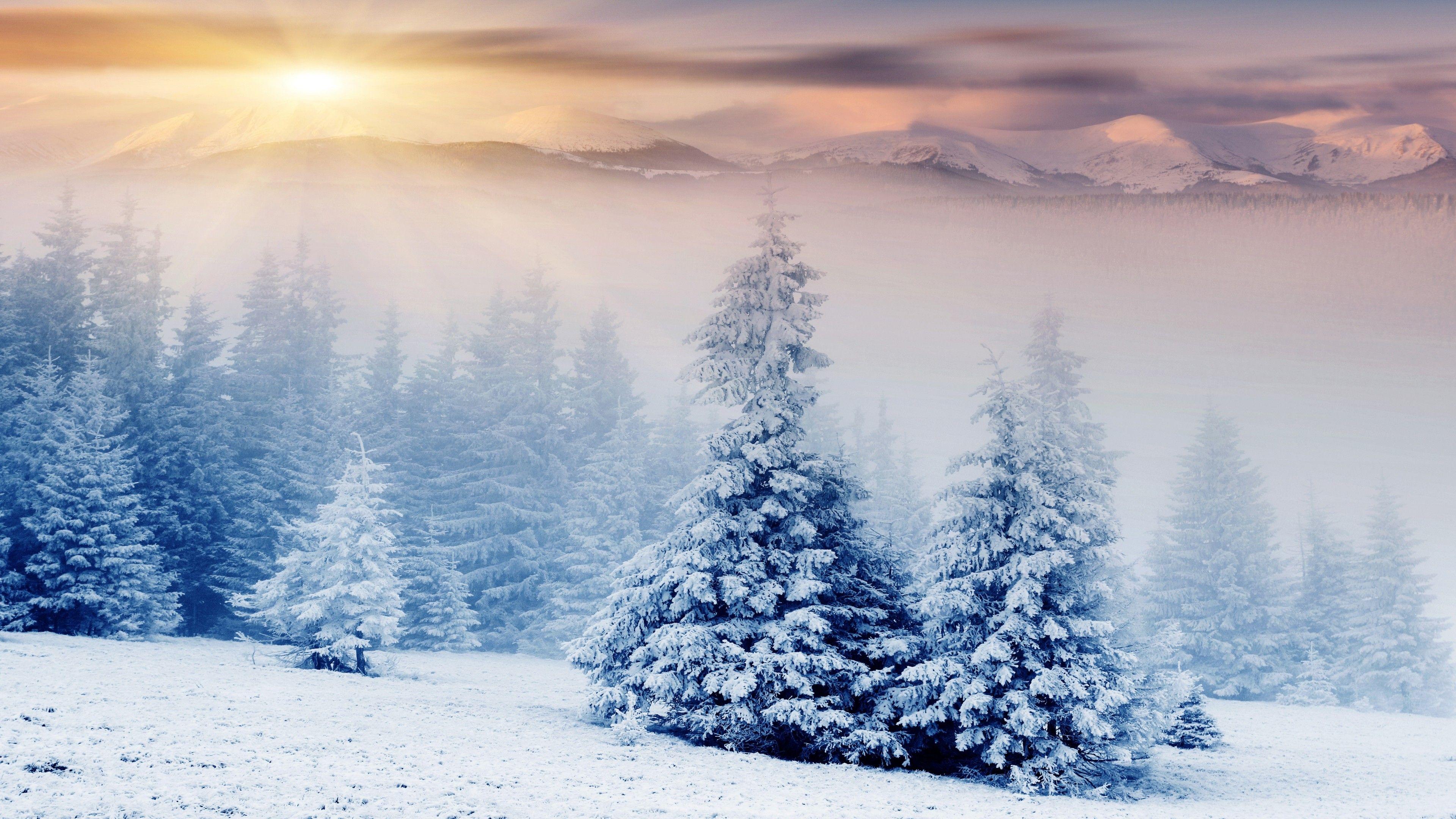 3840x2160 Winter Trees Snow HD Wallpaper