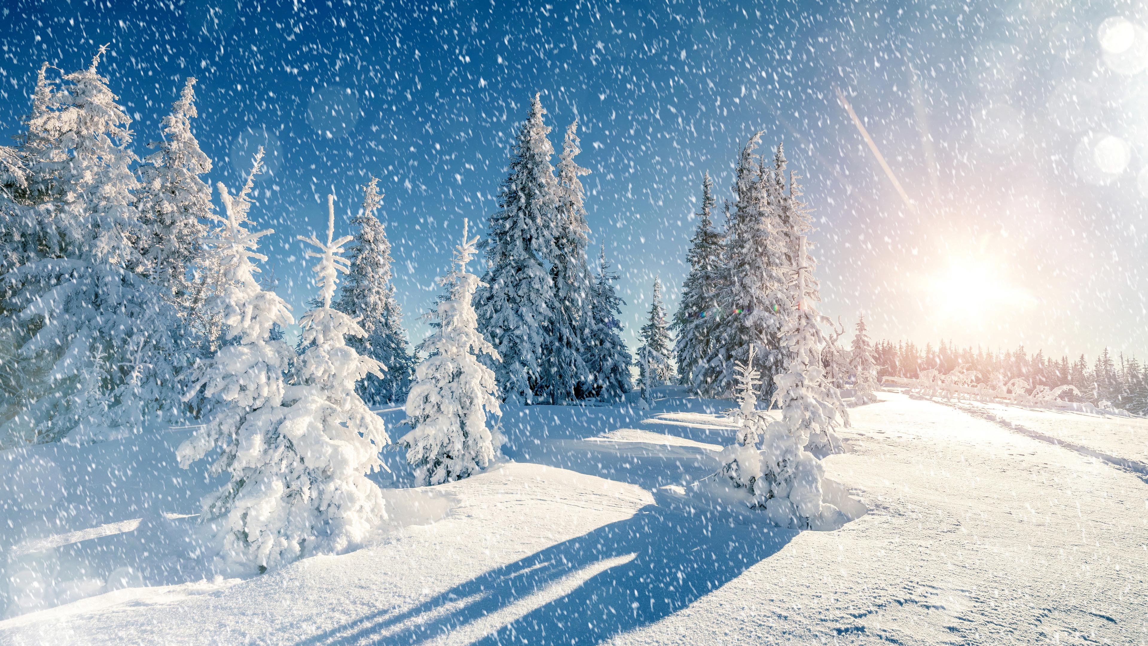 3840x2160 Wallpaper 4k Winter Trees Snow Season 5k Wallpaper