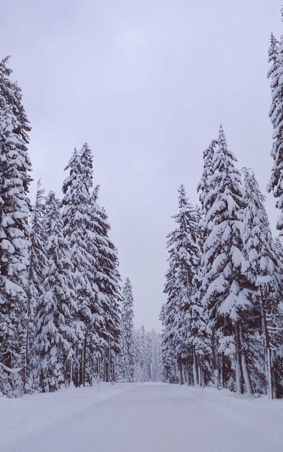 950x1520 Winter Snow Road And Trees 4K Ultra HD Mobile Wallpaper