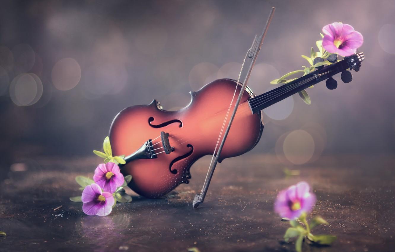 Beautiful Violin Wallpapers - Top Free Beautiful Violin Backgrounds -  WallpaperAccess