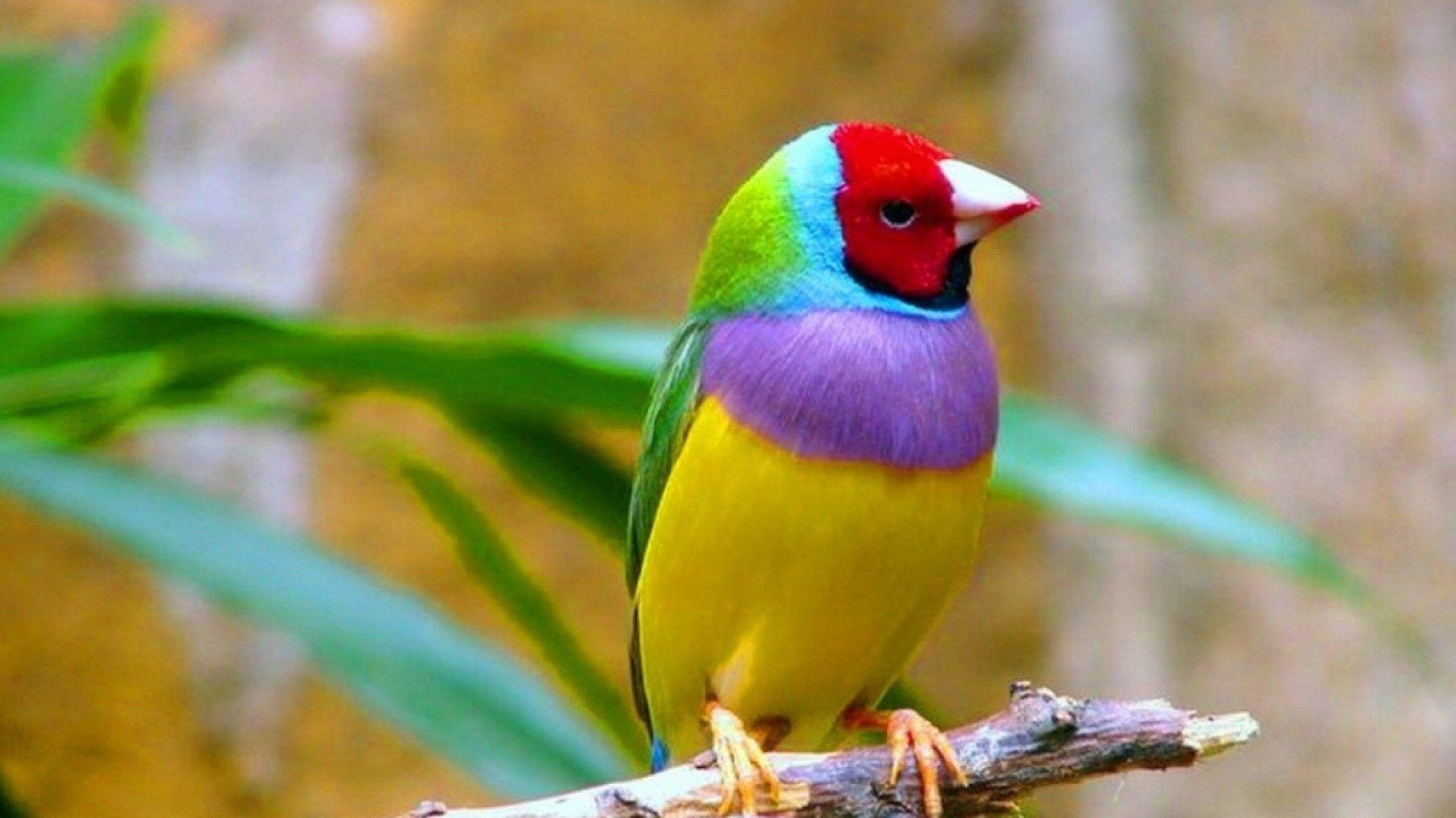 1920x1080 Birds Wallpaper Free Download /birds Wallpaper Free Download/. Pet Birds, Colorful Birds, Bird Wallpaper