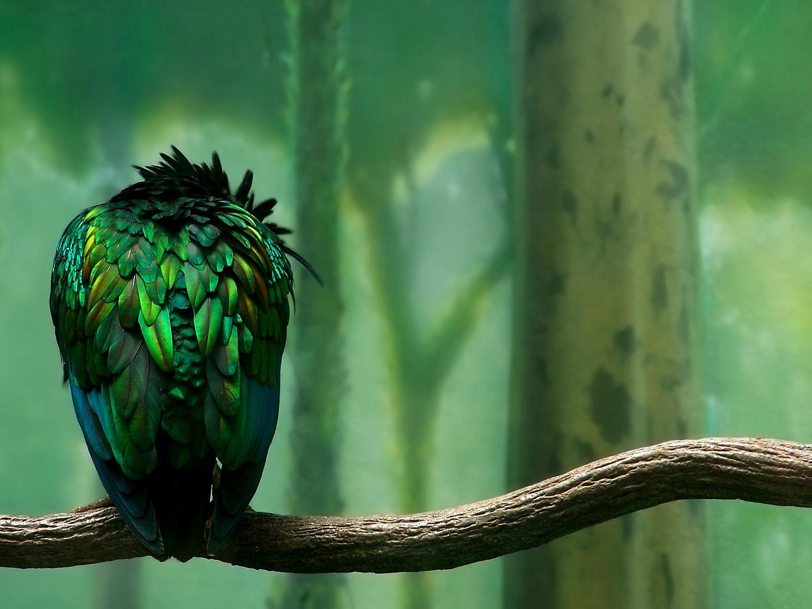 1600x1200 Lonely bird Twitter Header Photo