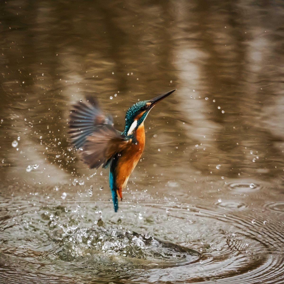 1200x1200 Wallpaper World: 4K, HD Background Beautiful 4K, HD Mobile Wallpaper collection in Wallpaper World by PixaBro #kingfisher #bird #alcedo_atthis #hdwallpaper #hdbackground Image Source: