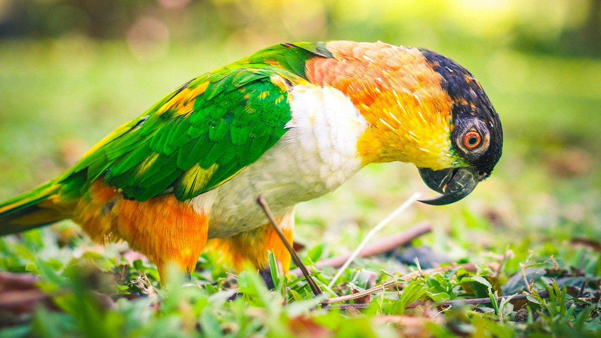 1200x675 HD Nice Wallpaper all these colorful and stunning bird picture here. Collection #Birdswallpaper #DesktopWallpaper #MobileWallpaper DWallpaper #WallpaperDownload #HdWallpaper #HDNiceWallpaper
