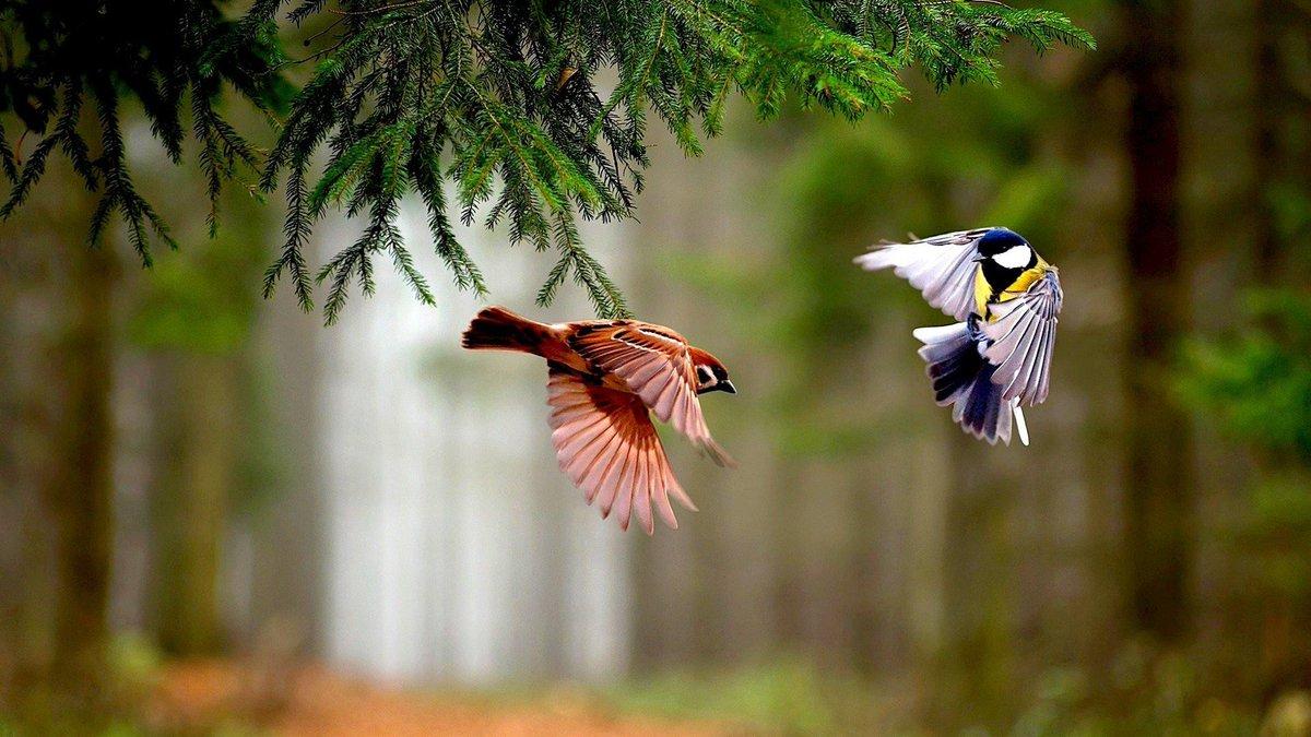 1200x675 HD Nice Wallpaper all these colorful and stunning bird picture here. Collection #Birdswallpaper #DesktopWallpaper #MobileWallpaper DWallpaper #WallpaperDownload #HdWallpaper #HDNiceWallpaper