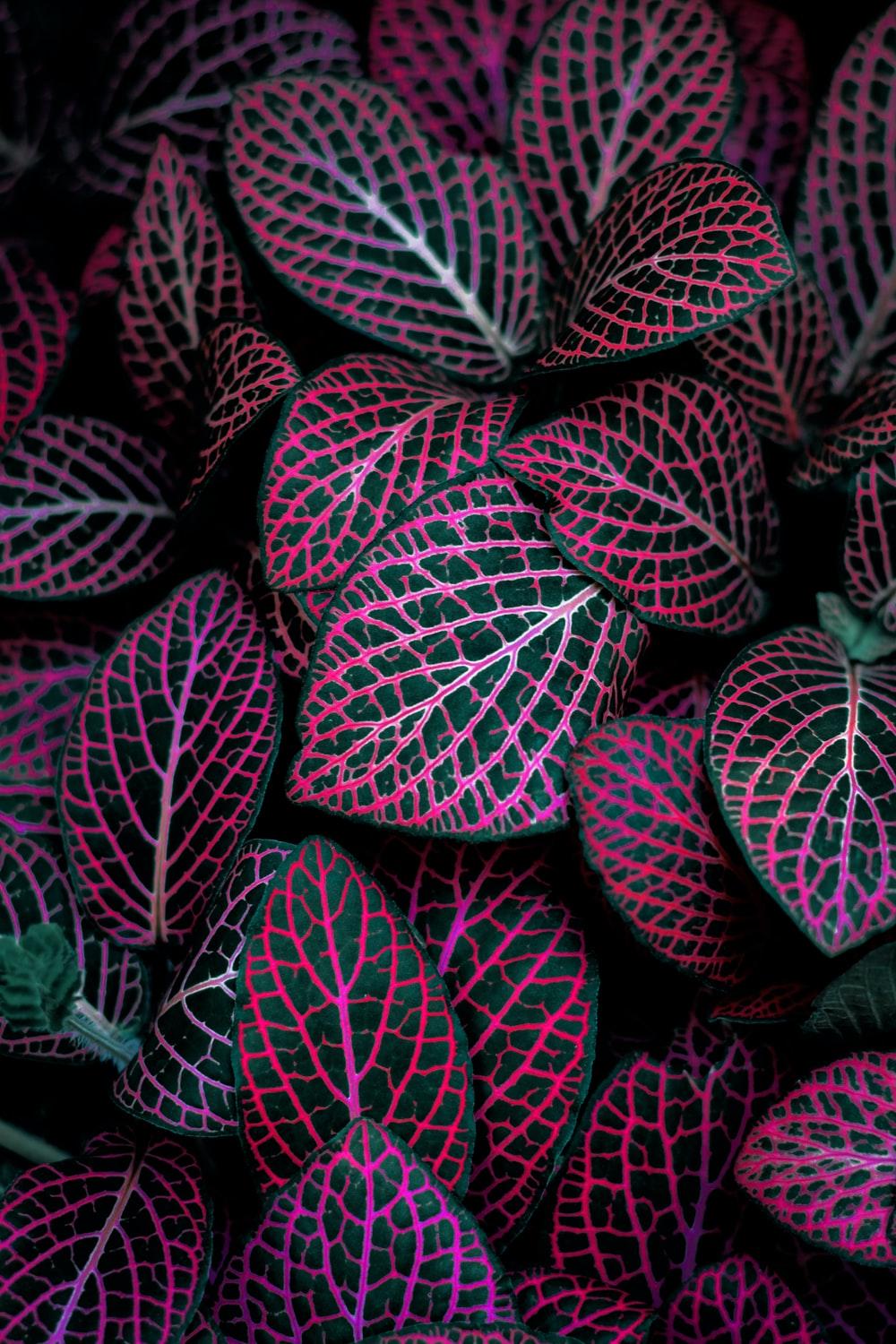 1000x1500 Neon Plants Picture. Download Free Image