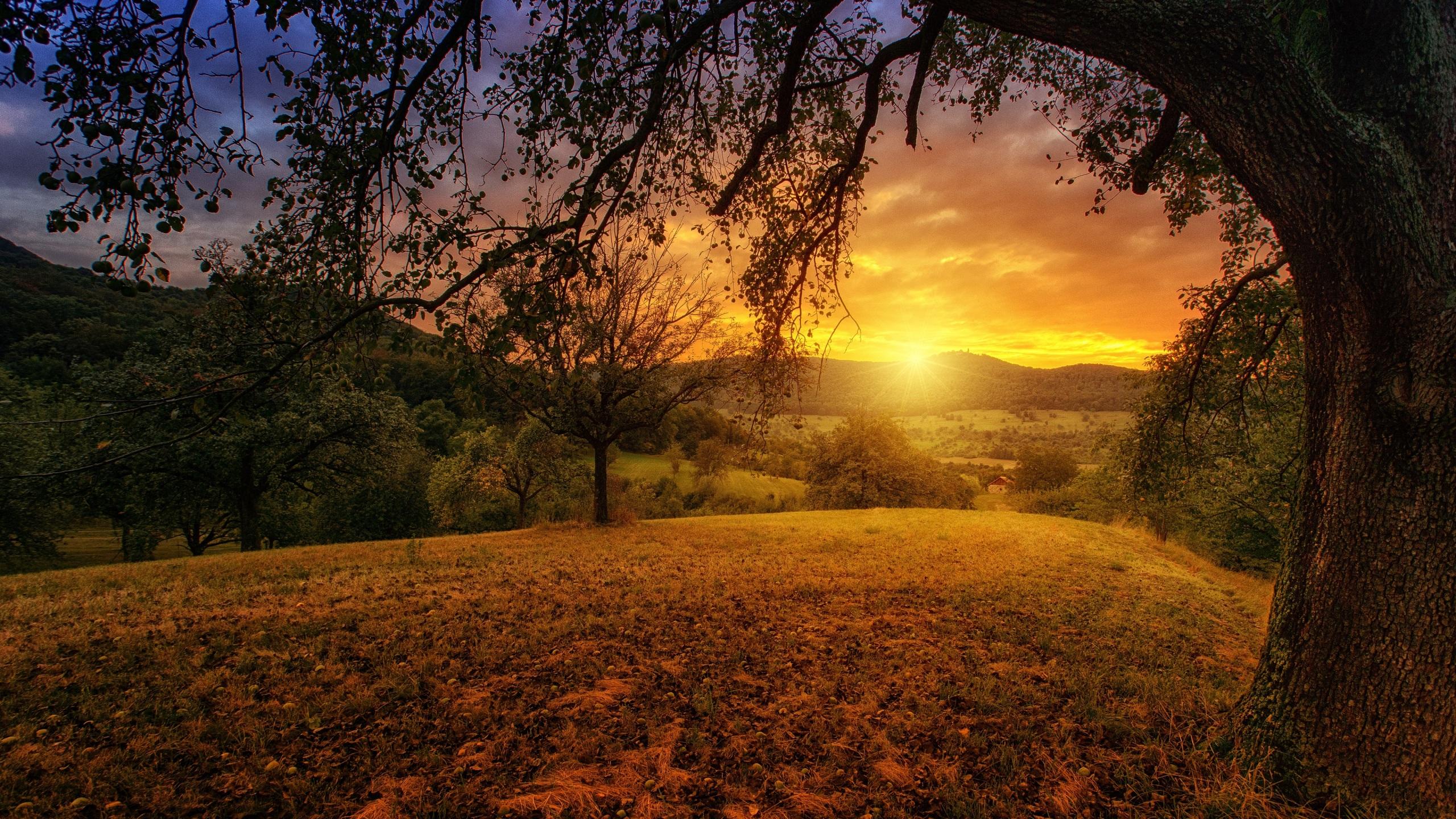 2560x1440 Wallpaper 4k Tree Sun Aesthetic Dawn Landscape Panorama 4k Wallpaper