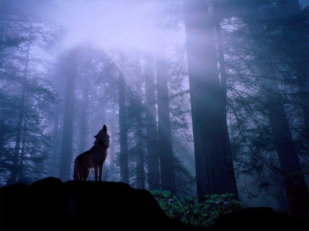 1024x768 Warming up for the night's howl, gray wolf, Wallpaper Metal Nature