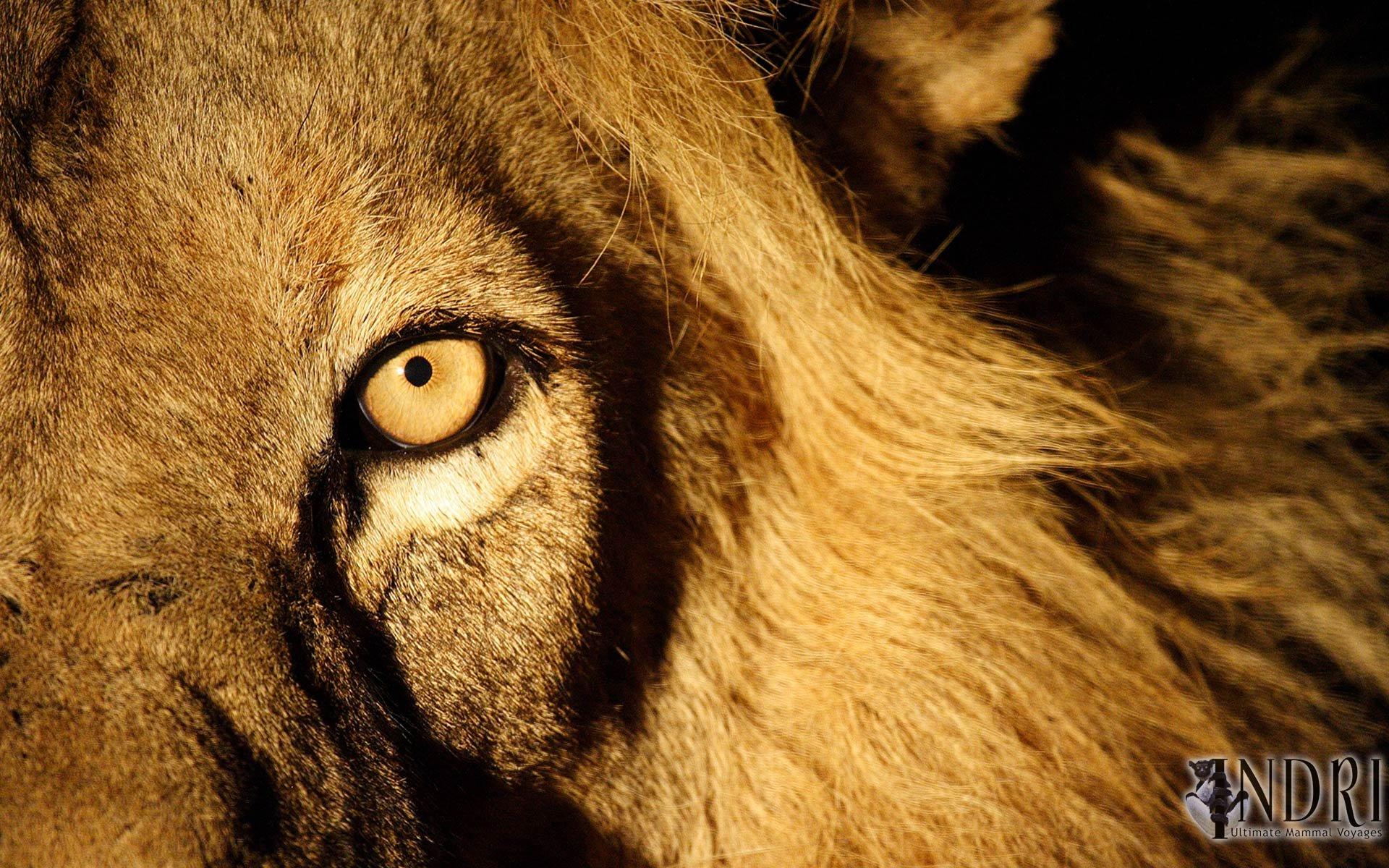 1920x1200 Angry Lion Image For Laptop Wallpaper