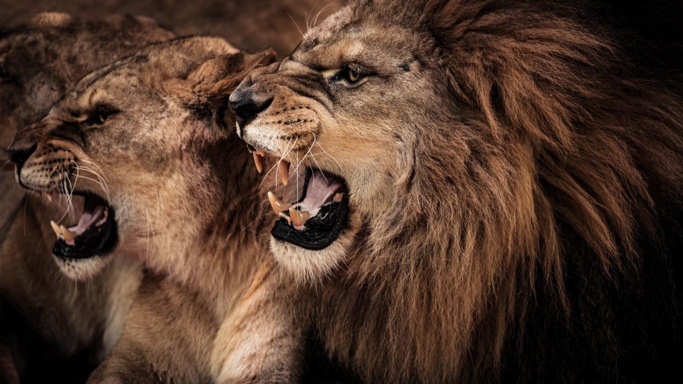 1366x768 Download 1366x768 Lion Family, Wild, Predator Wallpaper for Laptop, Notebook