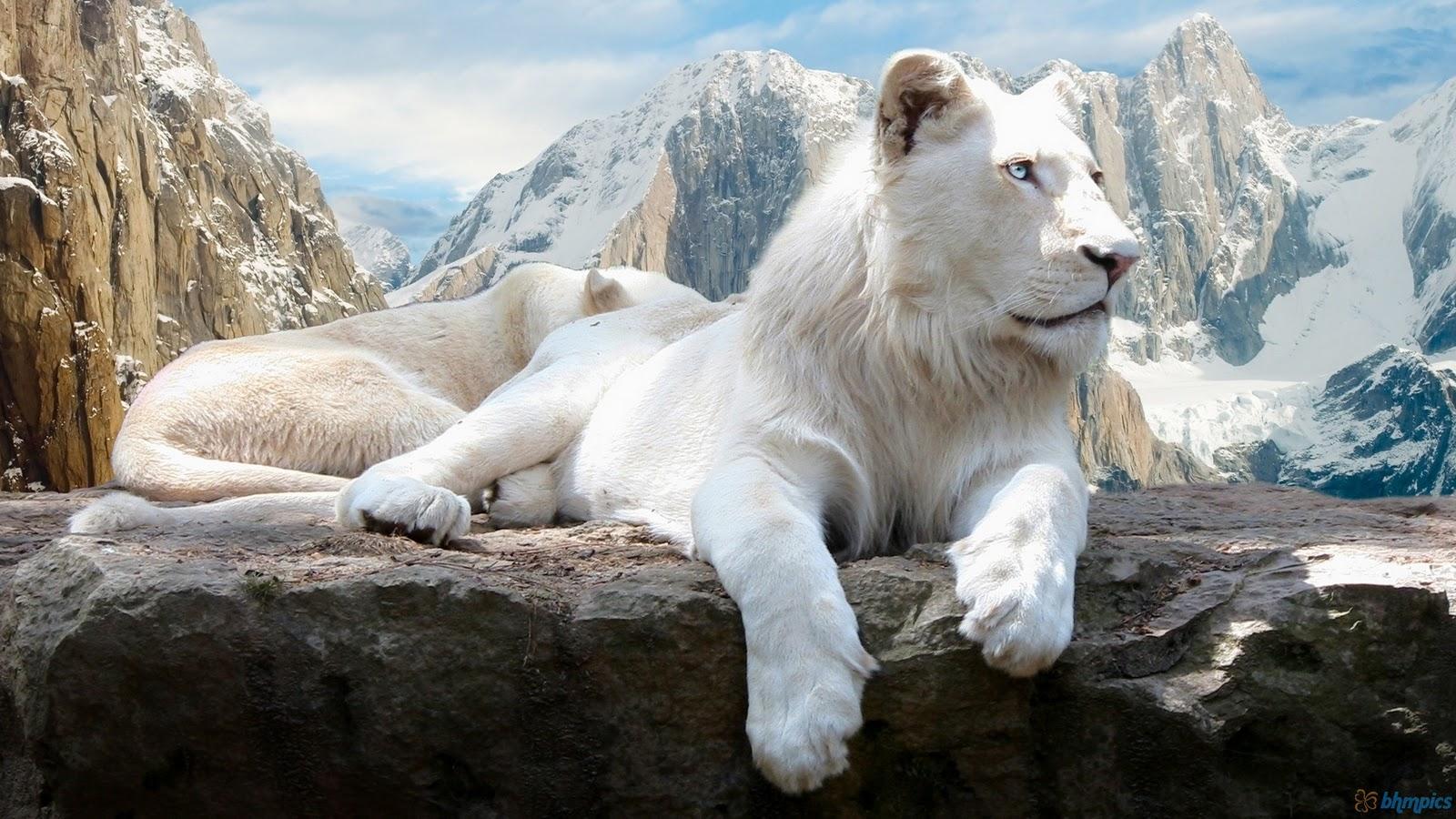 1600x900 Best Jungle Life: White Lion Picture And Wallpaper