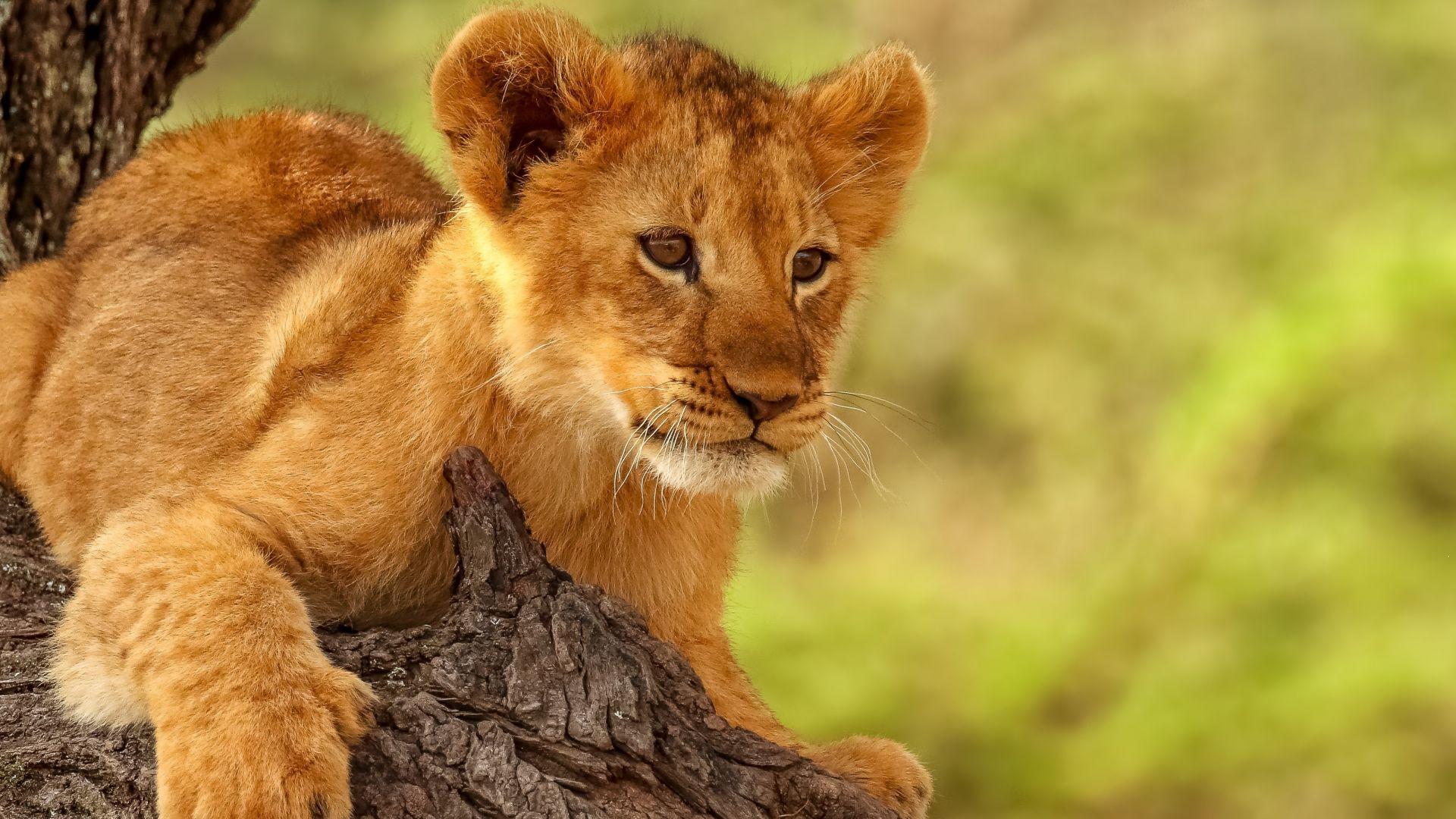 1920x1080 lion HD wallpaper, desktop pc, laptop, mac, iphone, ipad, android mobiles, tablets, windows phone
