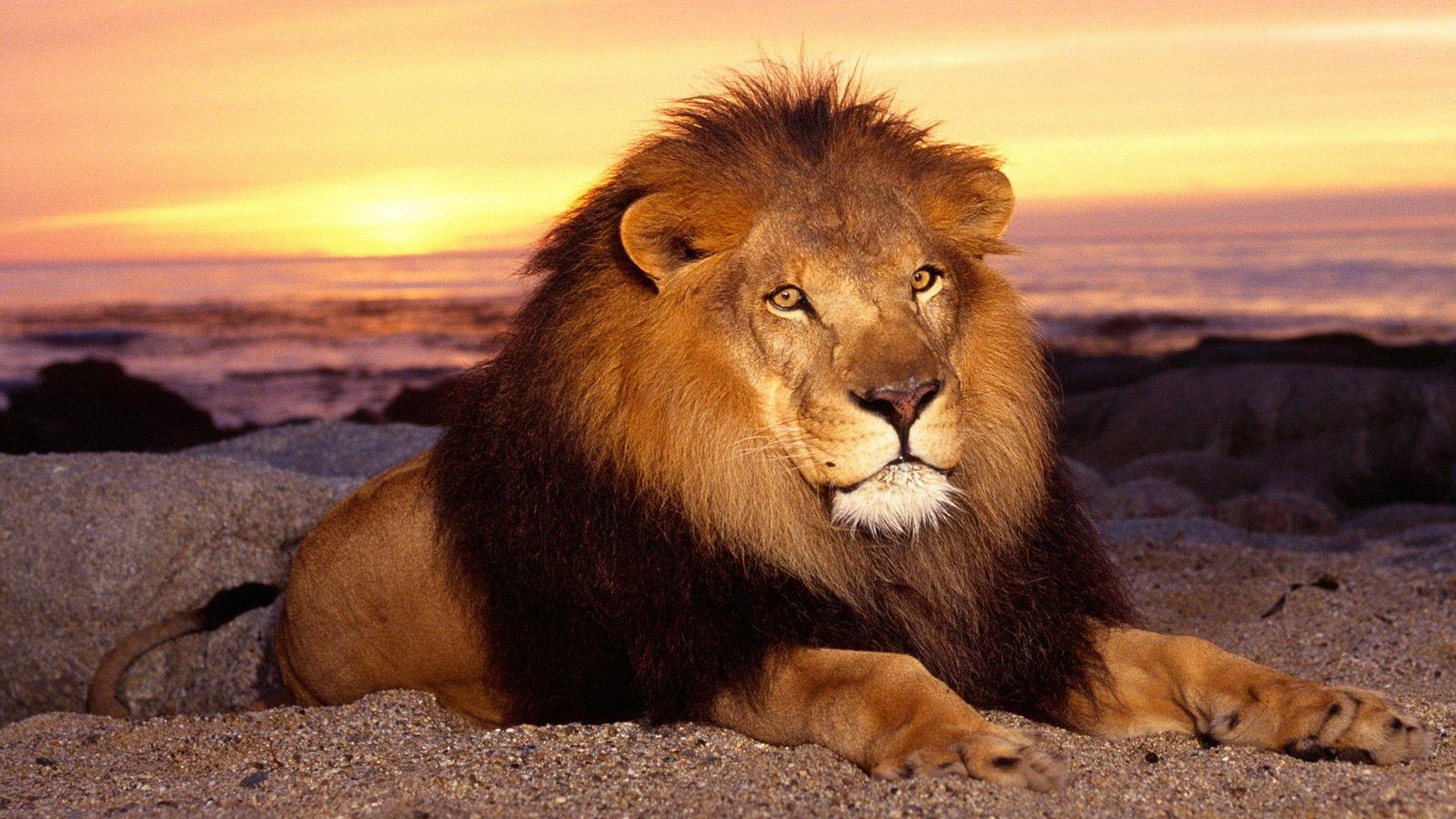 1920x1080 Laptop Stunning Zoo Lion HD Desktop Wallpaper Lion HD Wallpaper Download HD Wallpaper