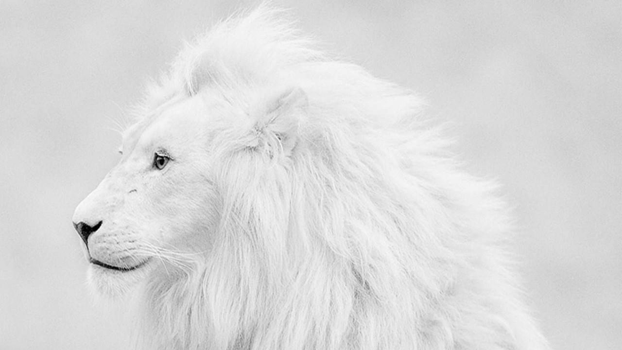 1280x720 White Lion Wallpaper HD Desktop Background Image