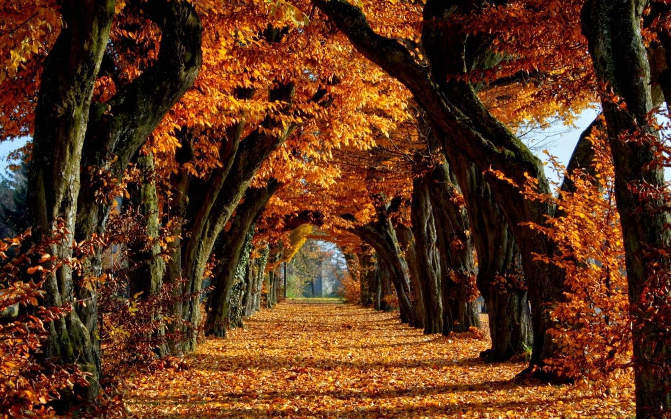 1366x853 Autumn Wallpaper. Bon Expose of Art and Design