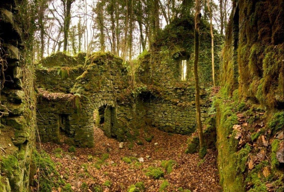 1157x784 Other: Moss Autumn Season Ruins Forest Leaves Ireland Green HDR