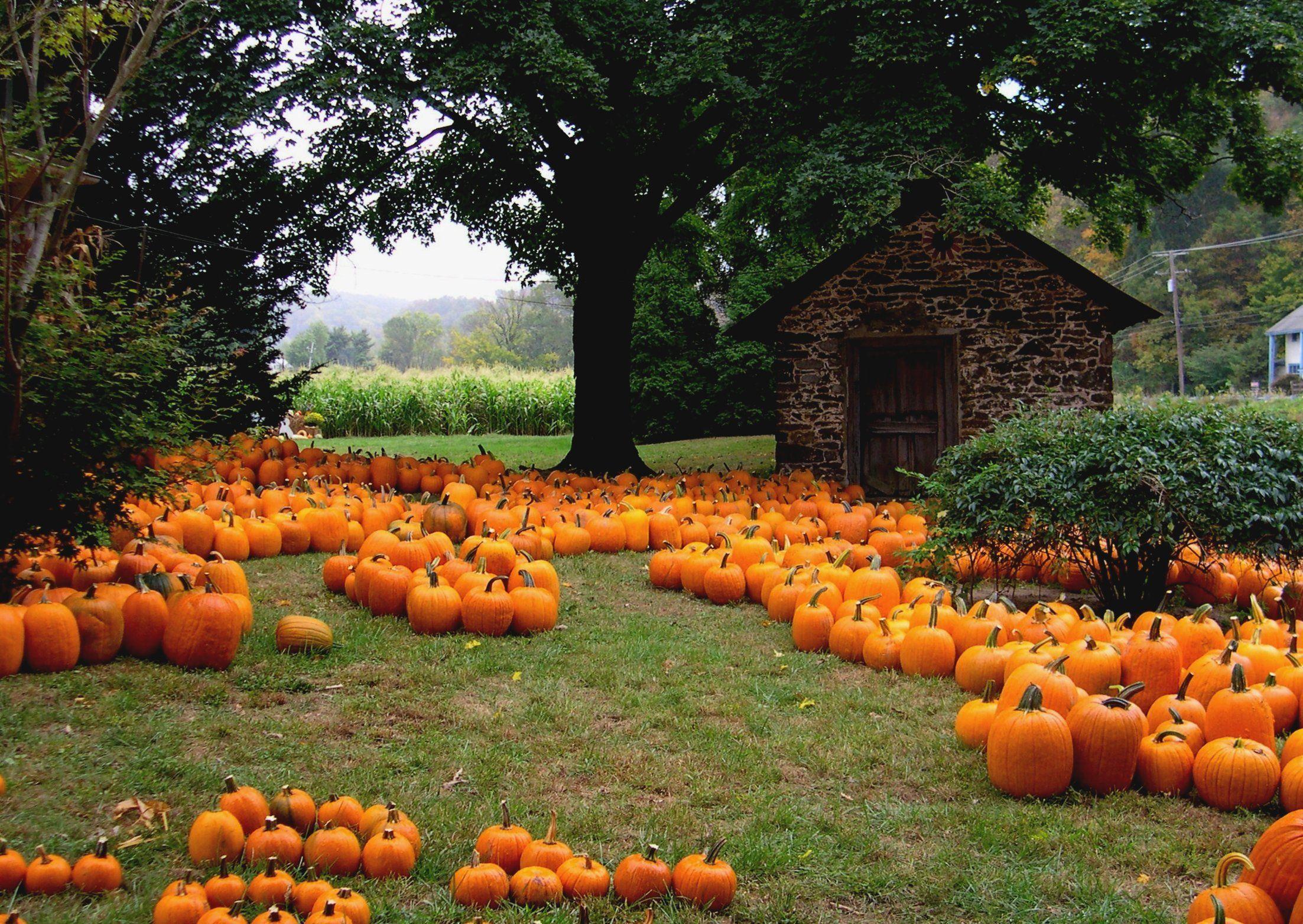 2205x1565 Halloween Fall Wallpaper