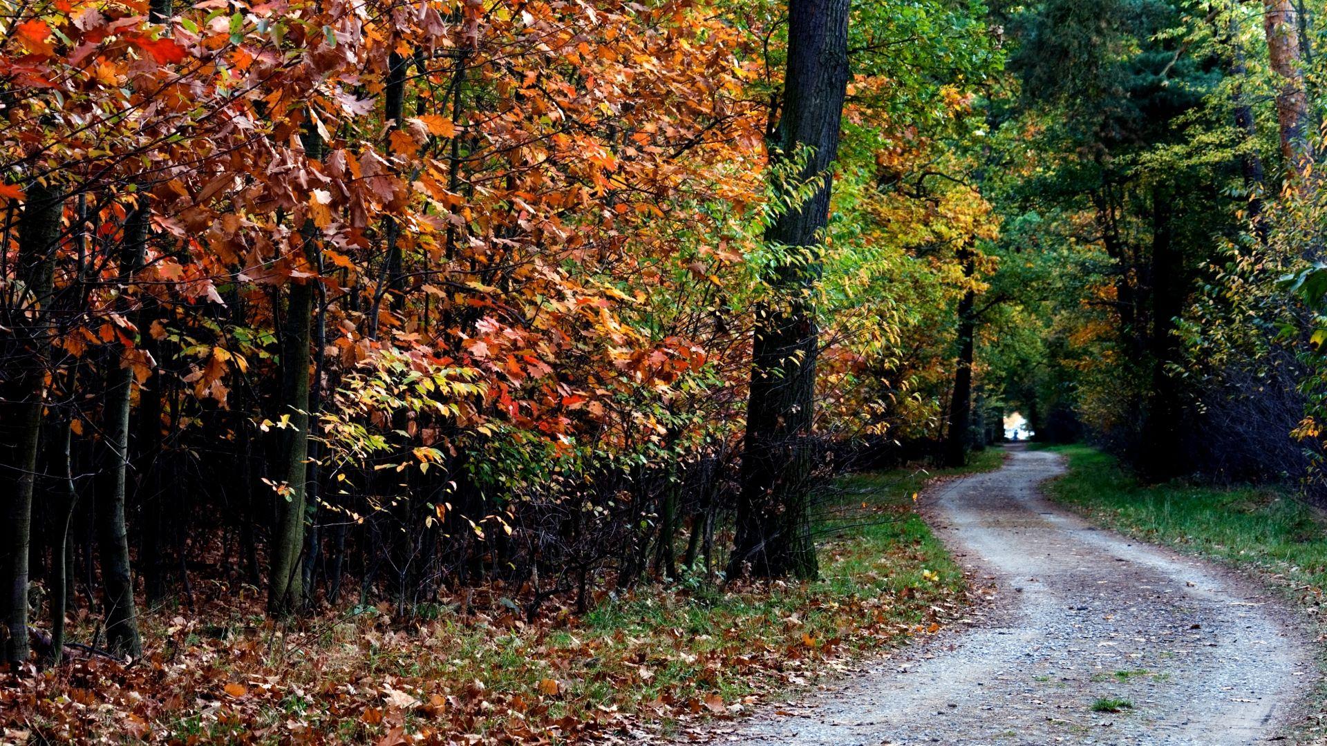 1920x1080 Full HD Wallpaper road forest ireland autumn, Desktop Background HD