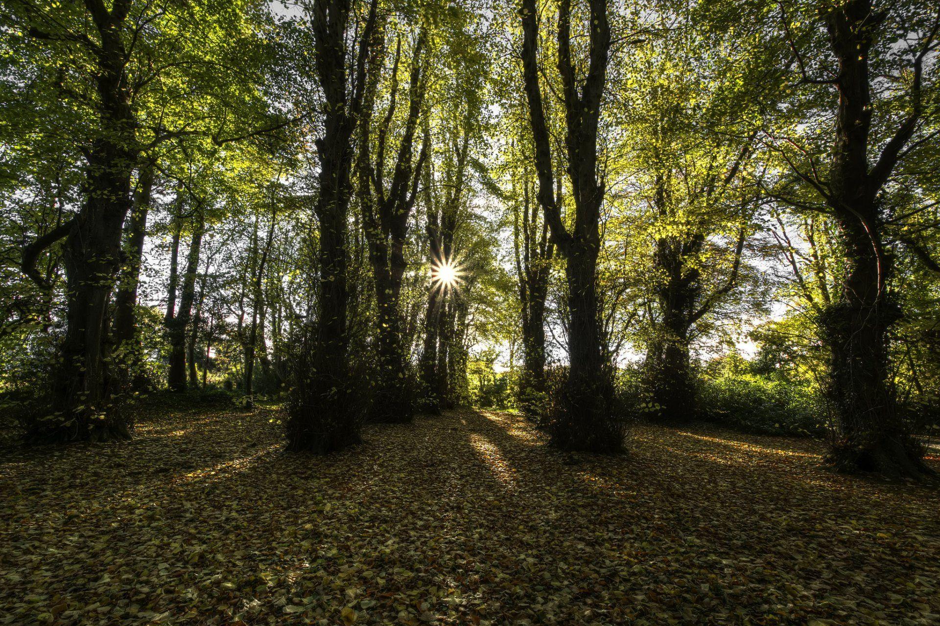 Ireland Forest Desktop Wallpapers Top Free Ireland Forest Desktop