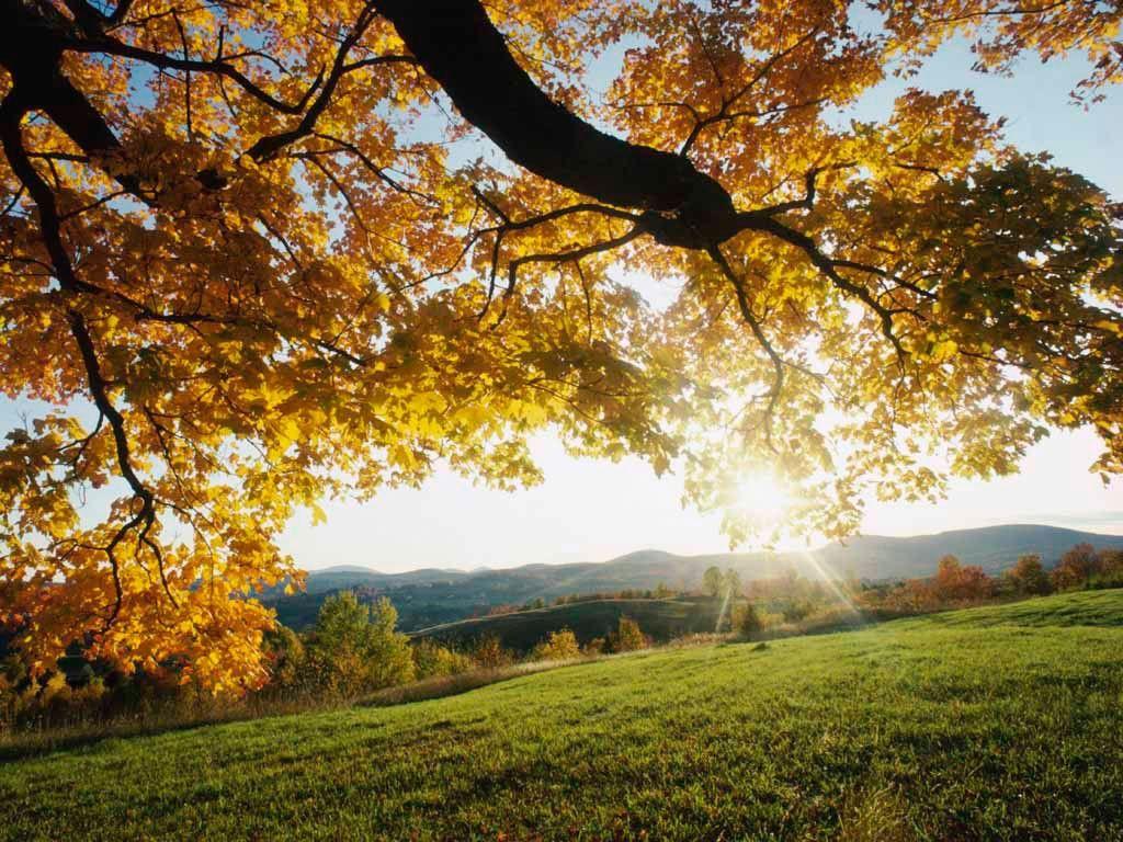1024x768 Other: Ireland Autumn Leaves Sunset Grass Tree Yellow HD Desktop