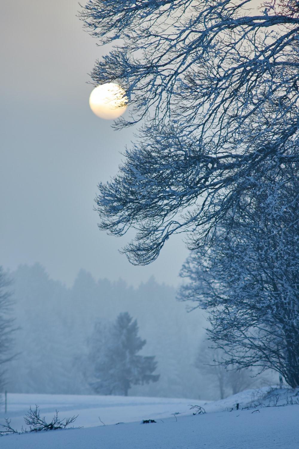 1000x1503 Silent Night Picture. Download Free Image