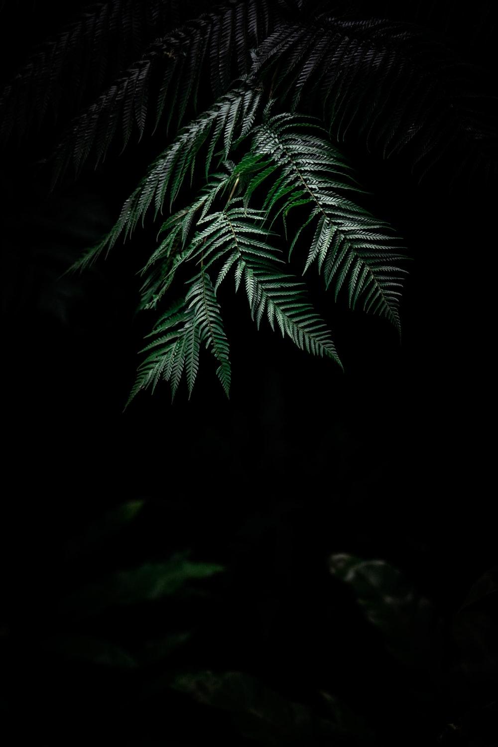 1000x1500 Silent Night Picture. Download Free Image