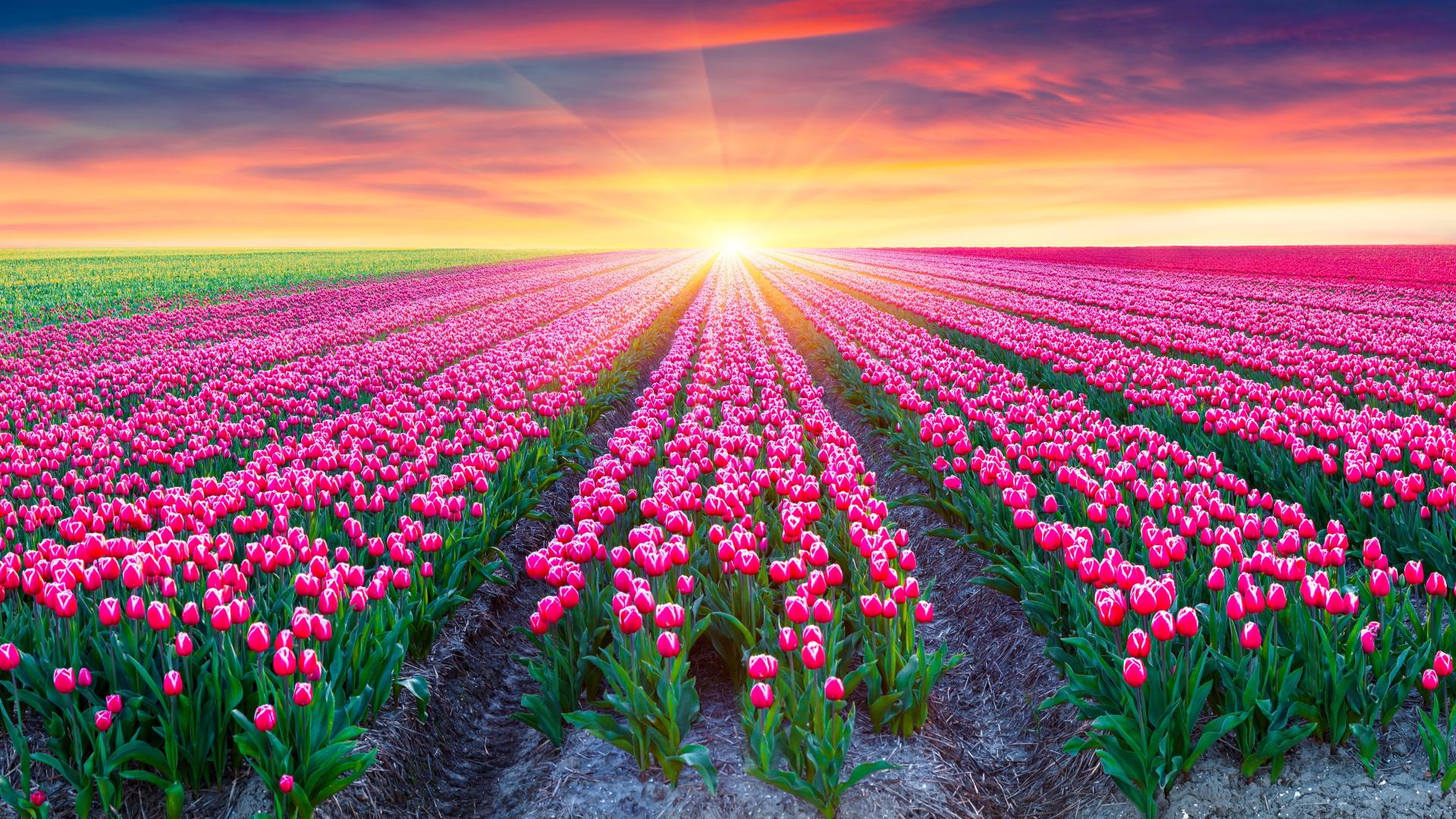 1920x1080 Pink Tulips & Bright Sunrise desktop PC and Mac wallpaper