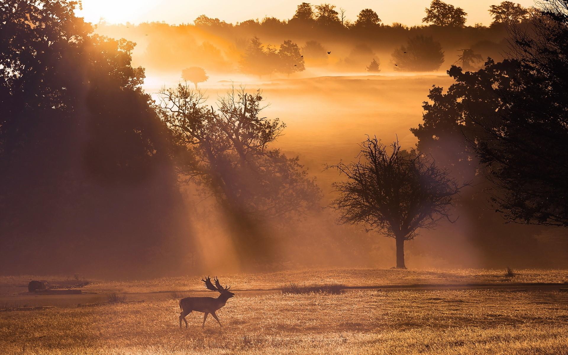 1920x1200 Animals elk antlers nature landscapes fields trees fog sunlight sunbeam sunrise sunset bright light wallpaperx1200