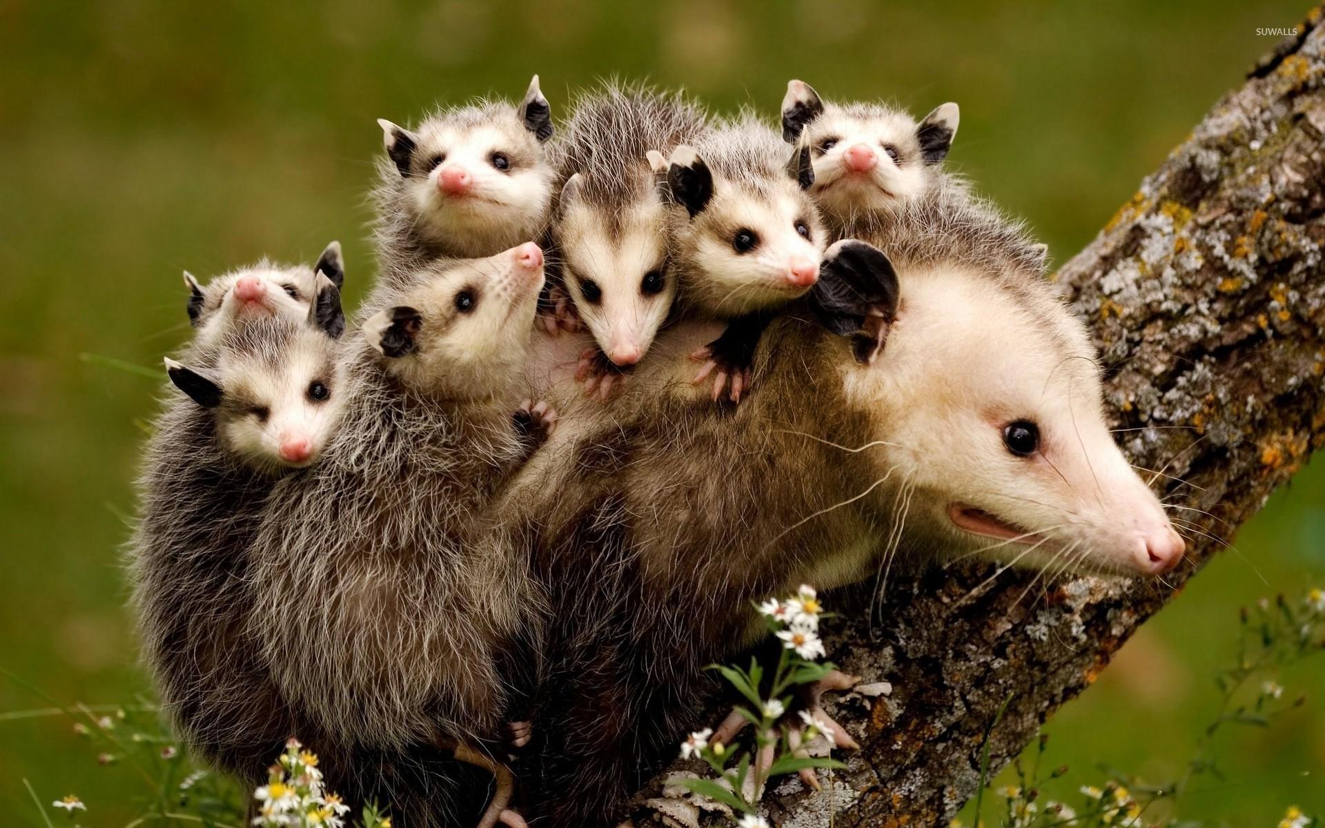 Opossum Wallpapers - Top Free Opossum Backgrounds - WallpaperAccess