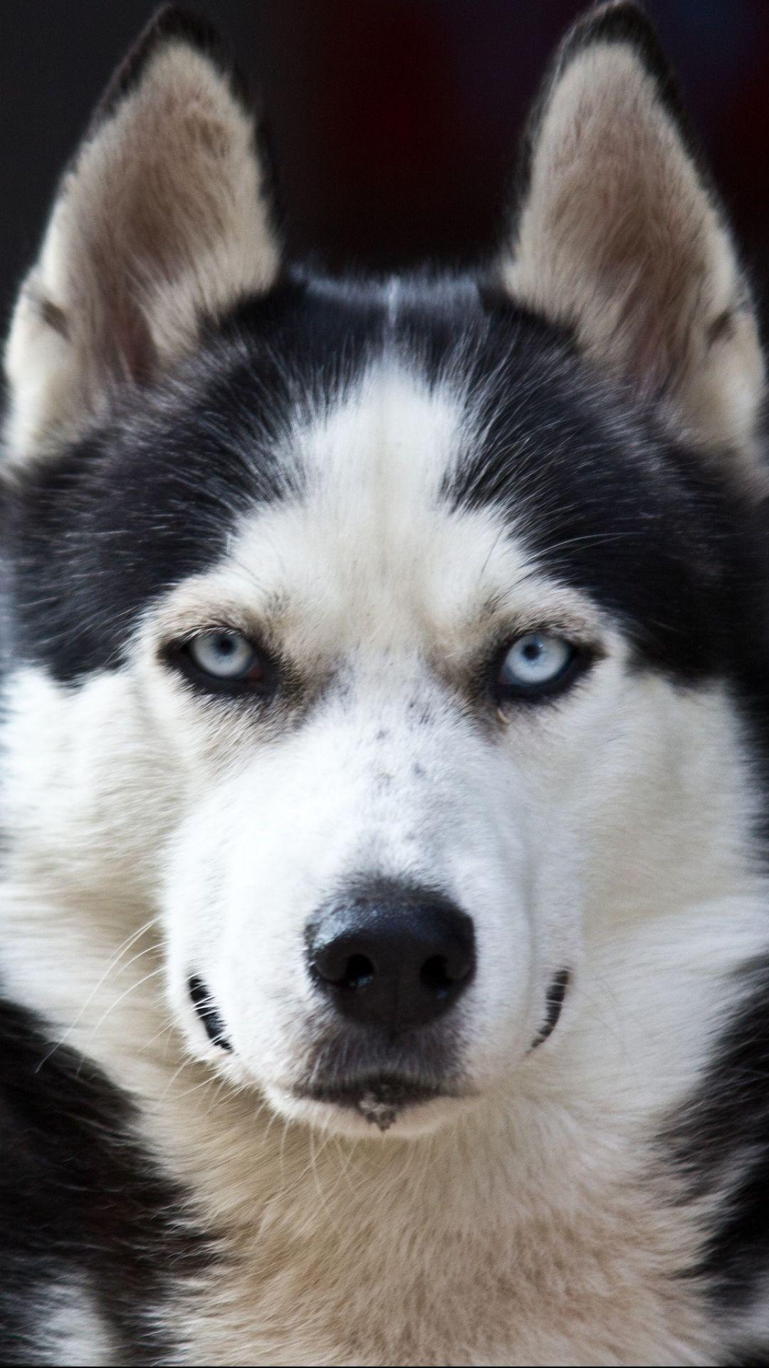 Husky Iphone Wallpapers Top Free Husky Iphone Backgrounds Wallpaperaccess